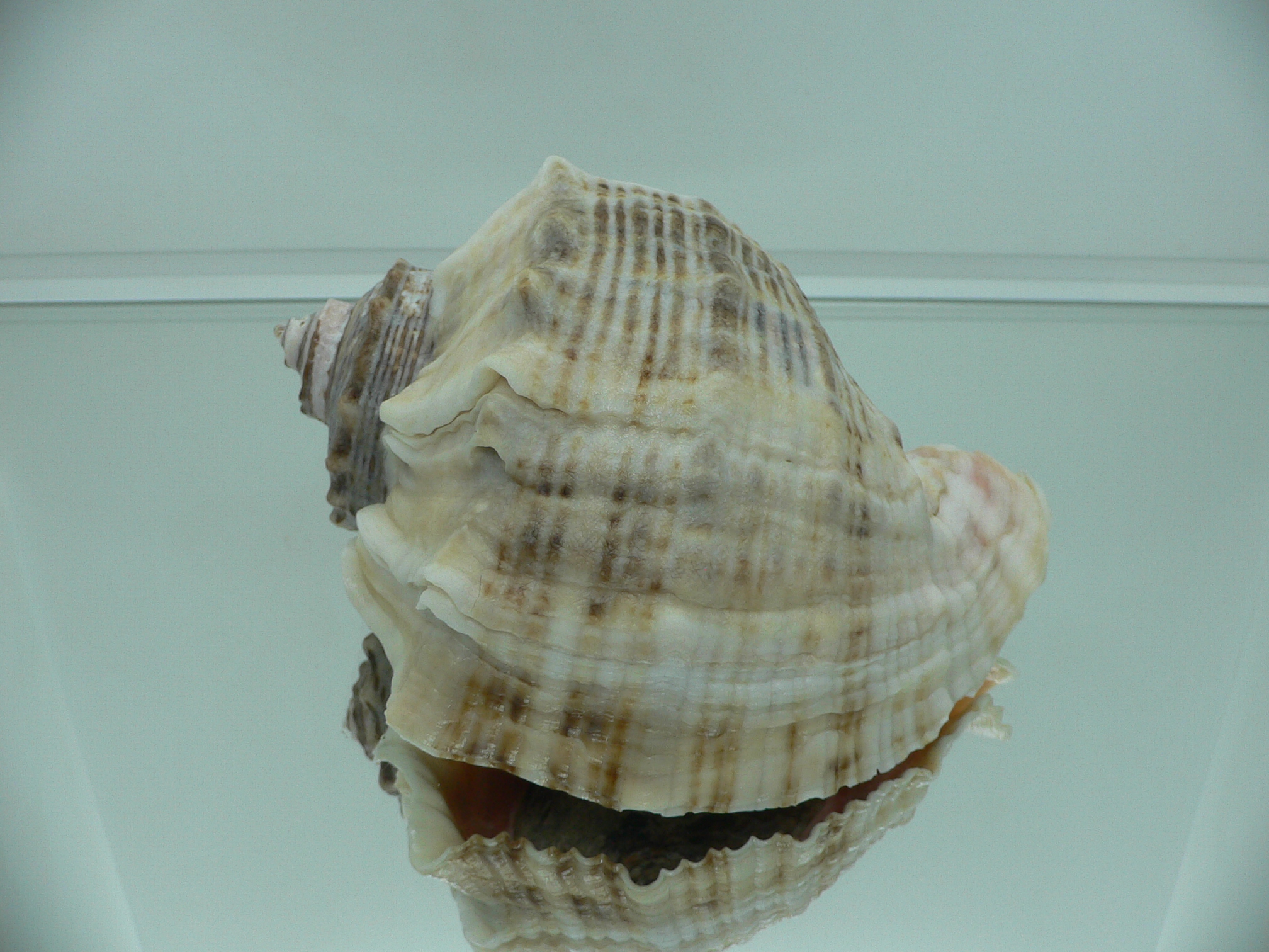Rapana venosa LIGHT