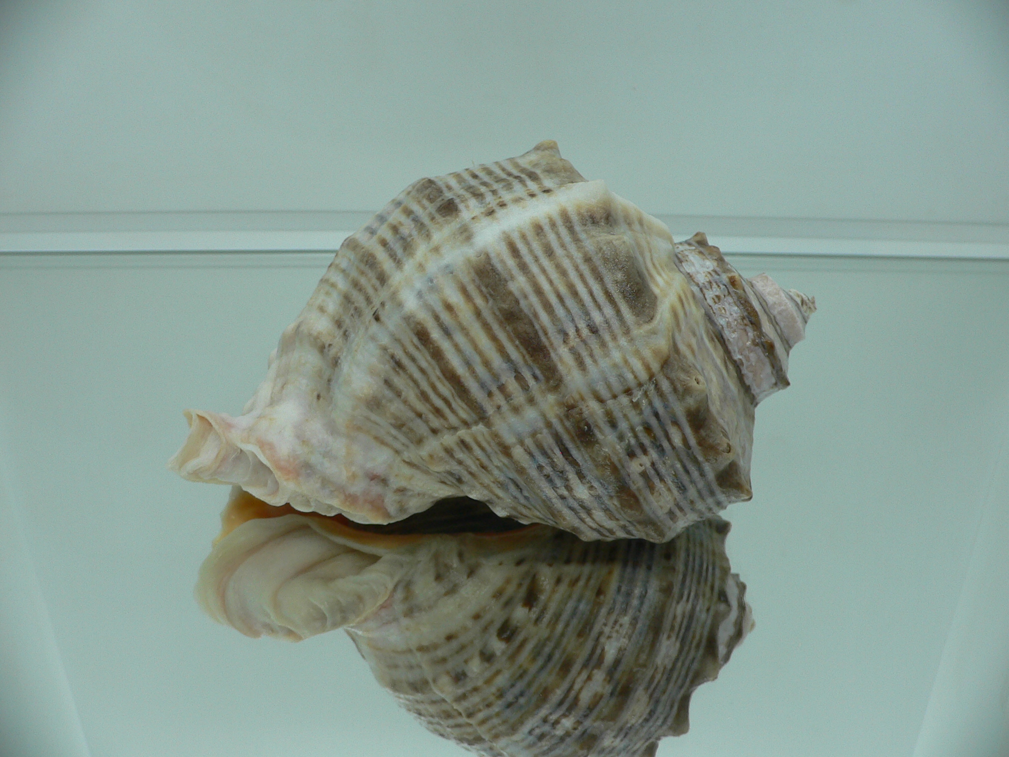 Rapana venosa LIGHT
