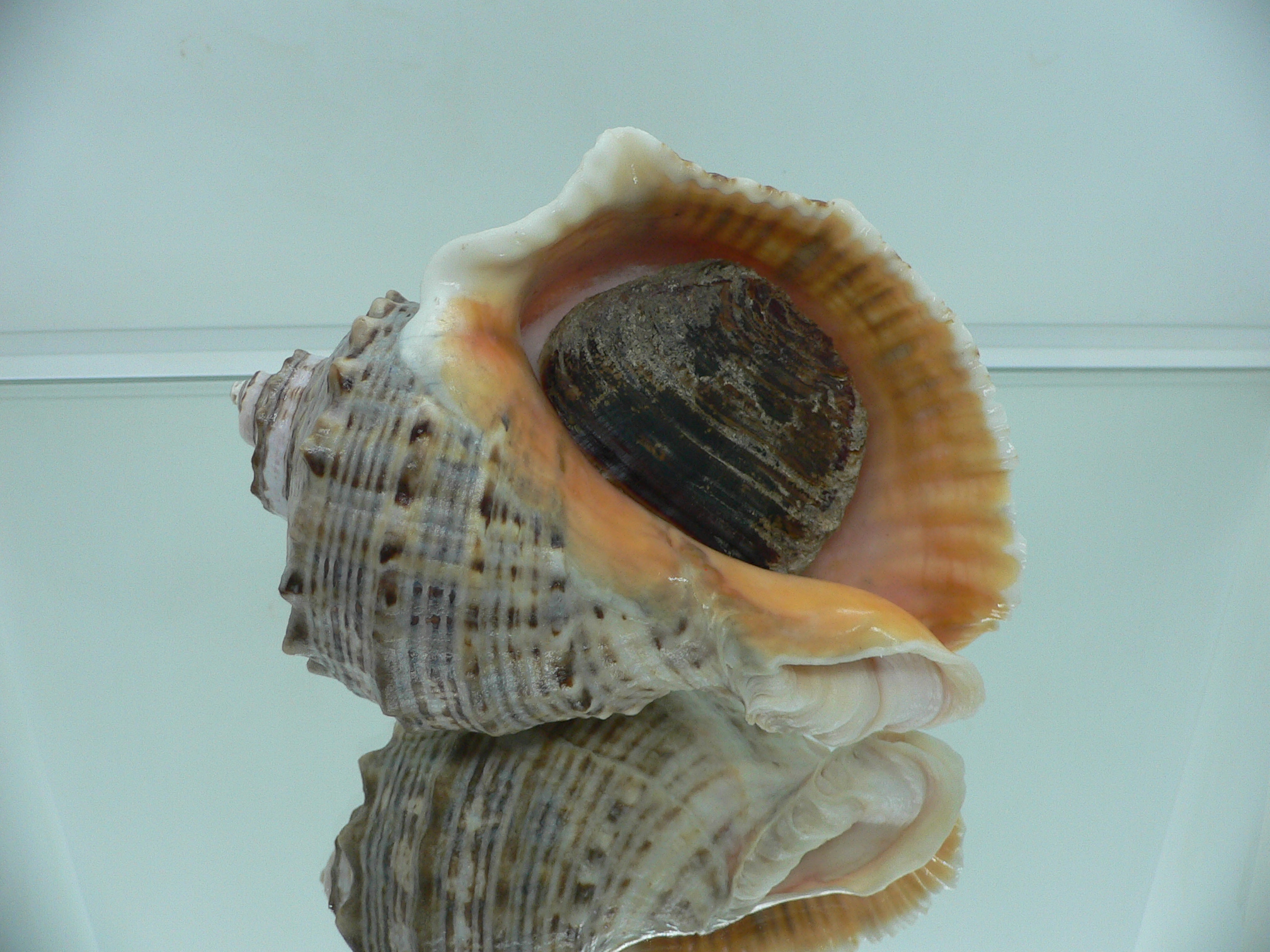 Rapana venosa LIGHT