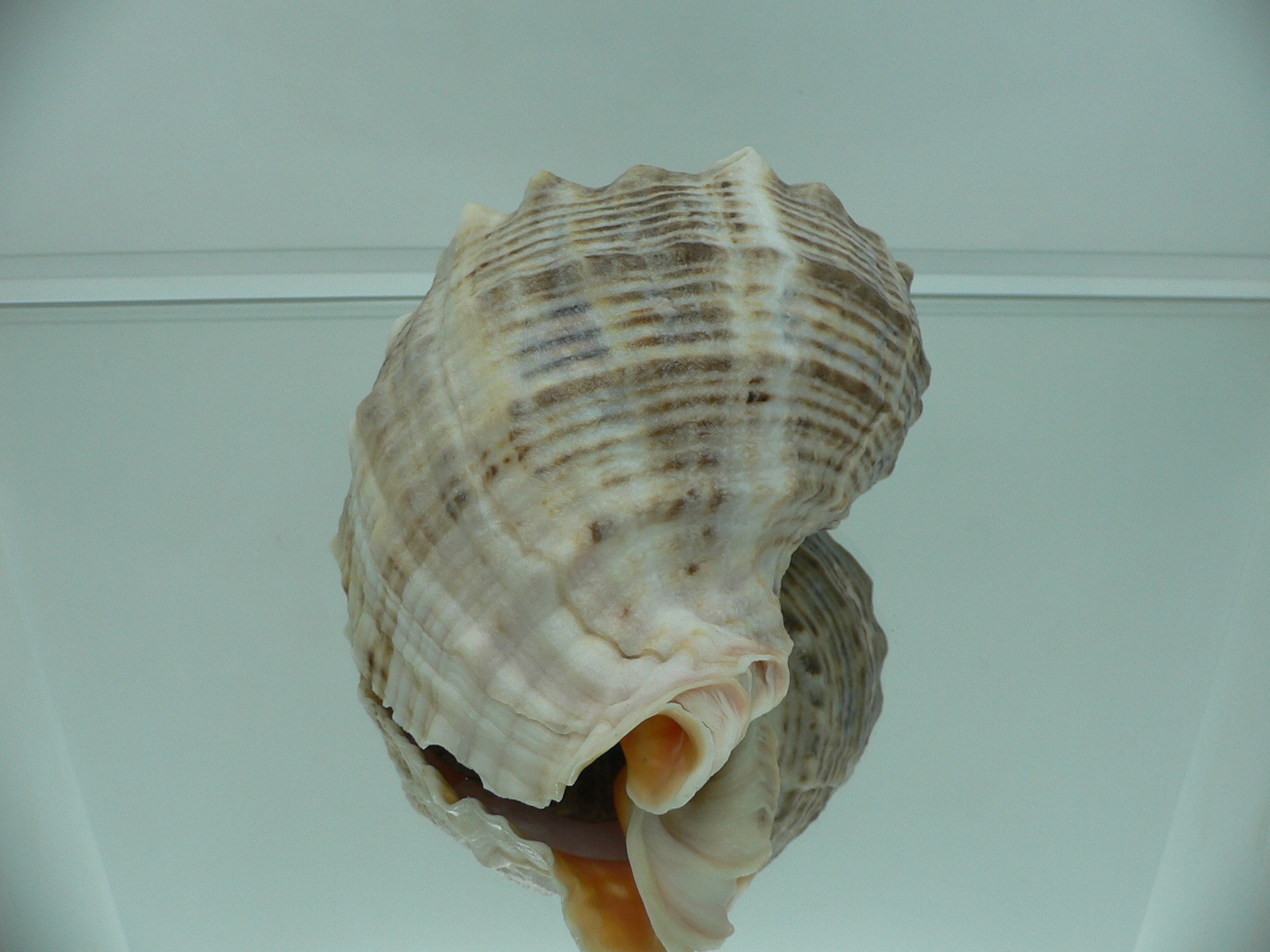 Rapana venosa LIGHT