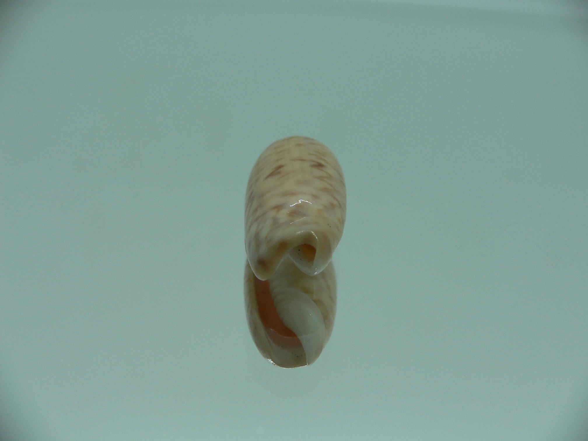 Oliva concavospira boholensis (var.)