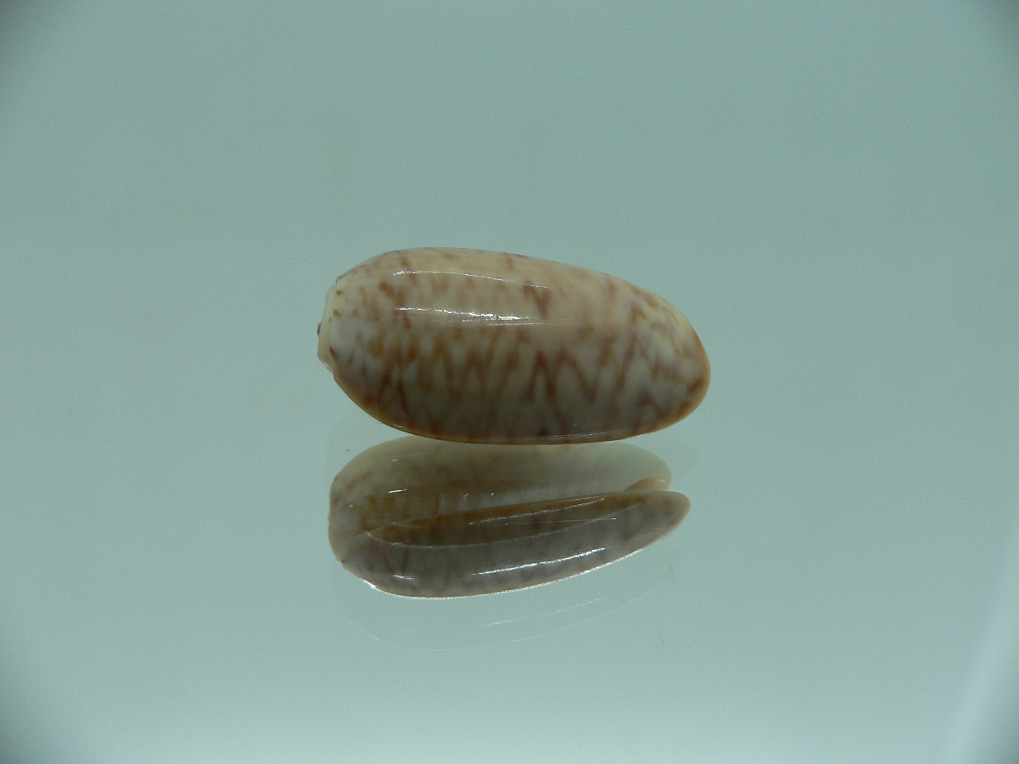 Oliva concavospira boholensis (var.)
