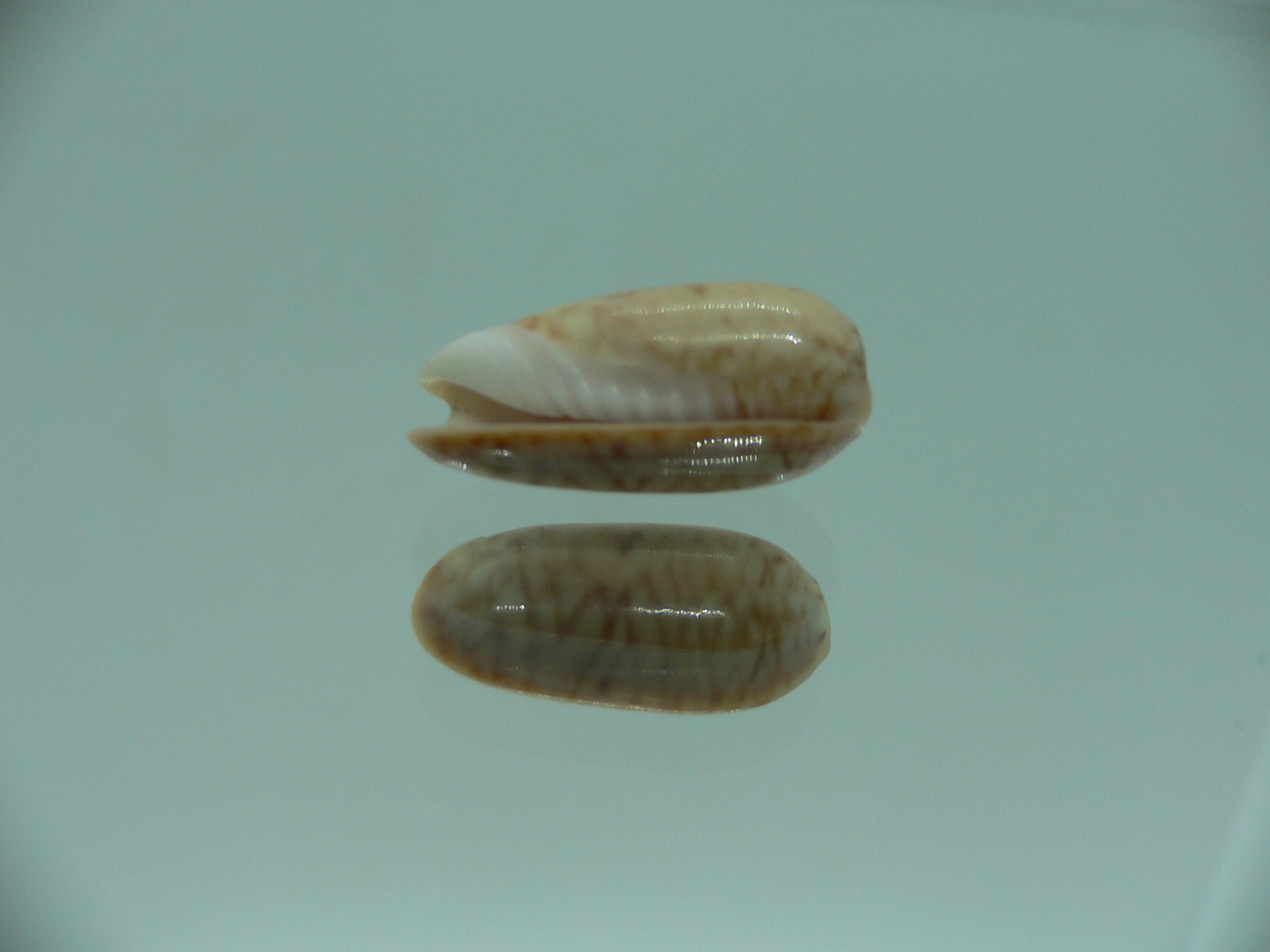 Oliva concavospira boholensis (var.)