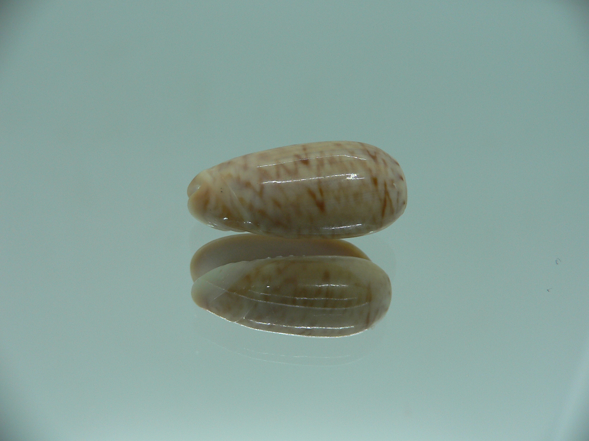 Oliva concavospira boholensis (var.)