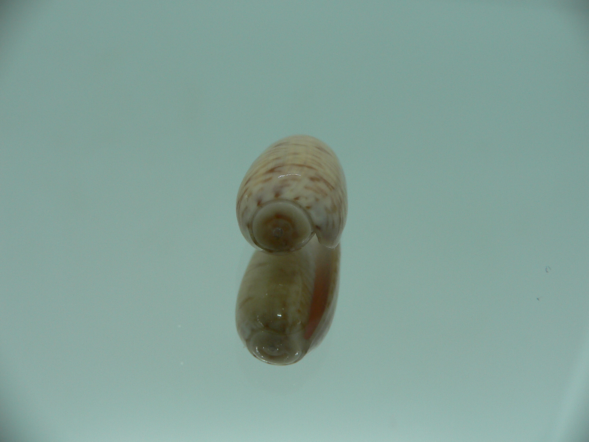 Oliva concavospira boholensis (var.)