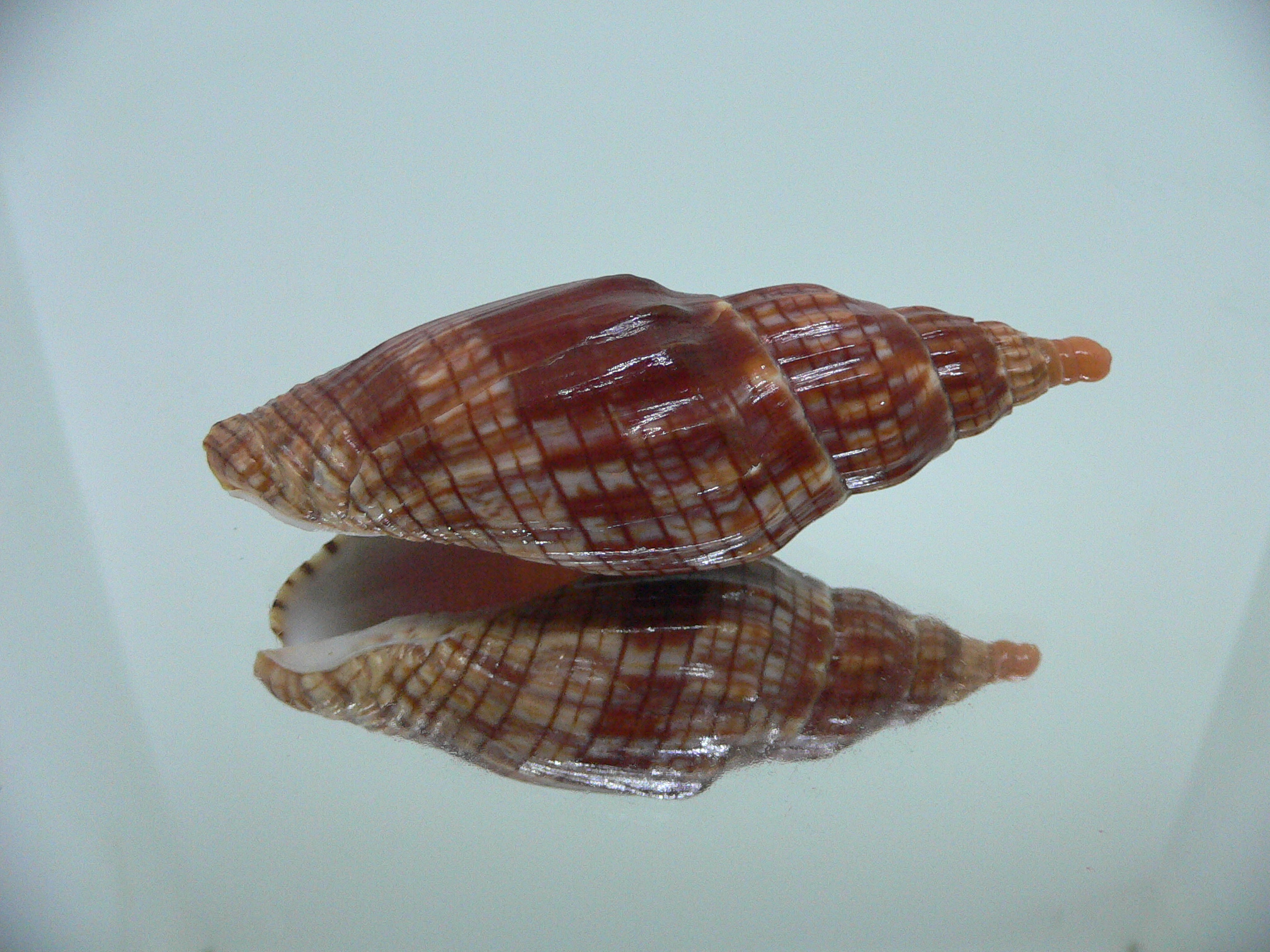 Lyria cloveriana IDEAL