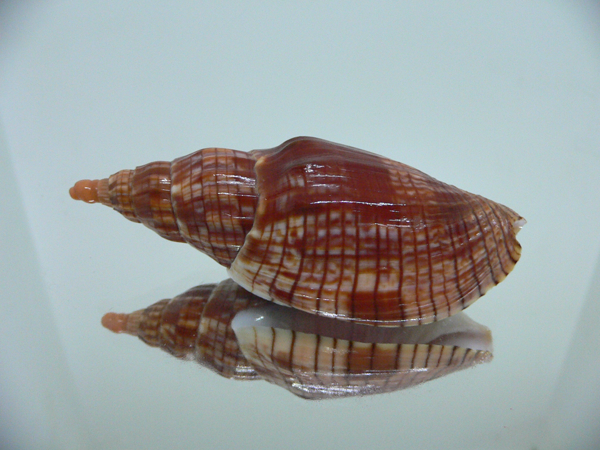 Lyria cloveriana IDEAL