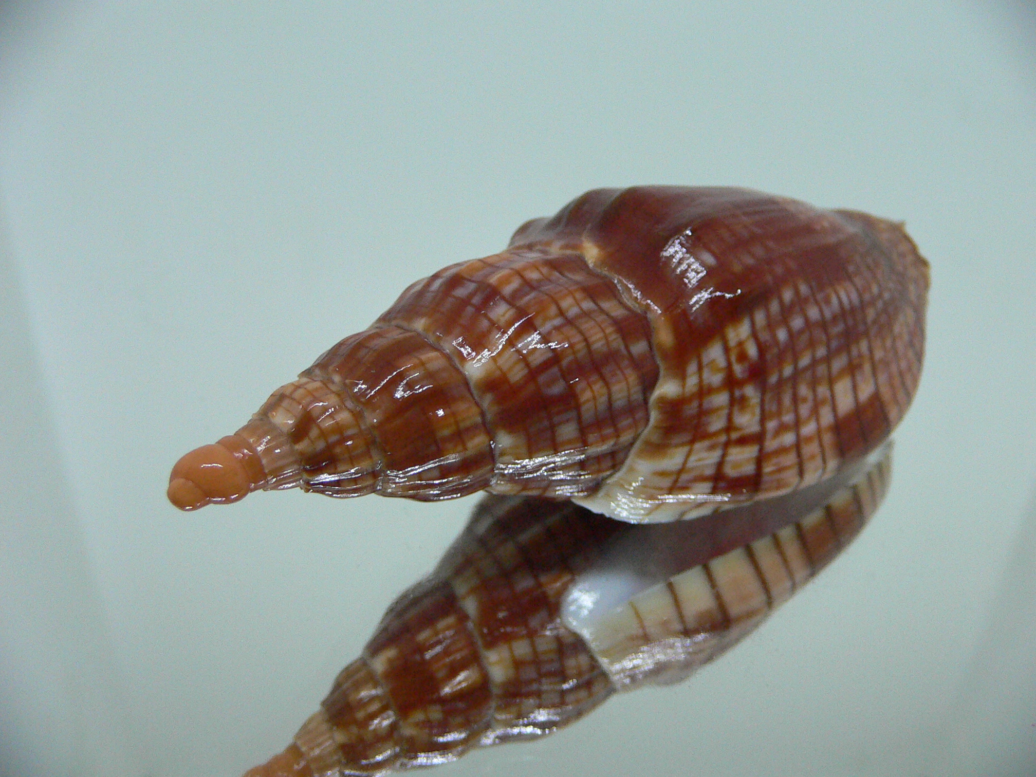 Lyria cloveriana IDEAL