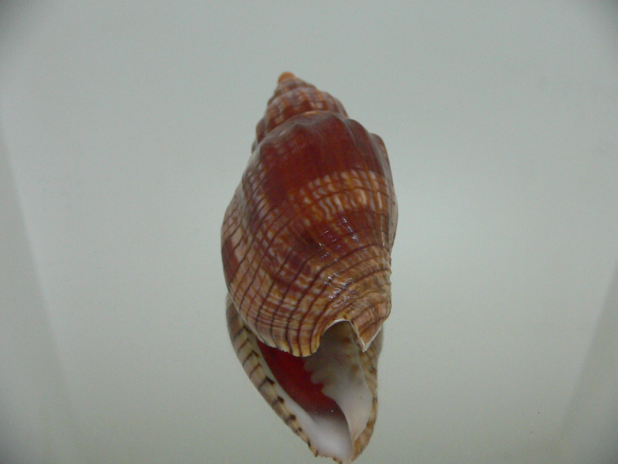 Lyria cloveriana IDEAL