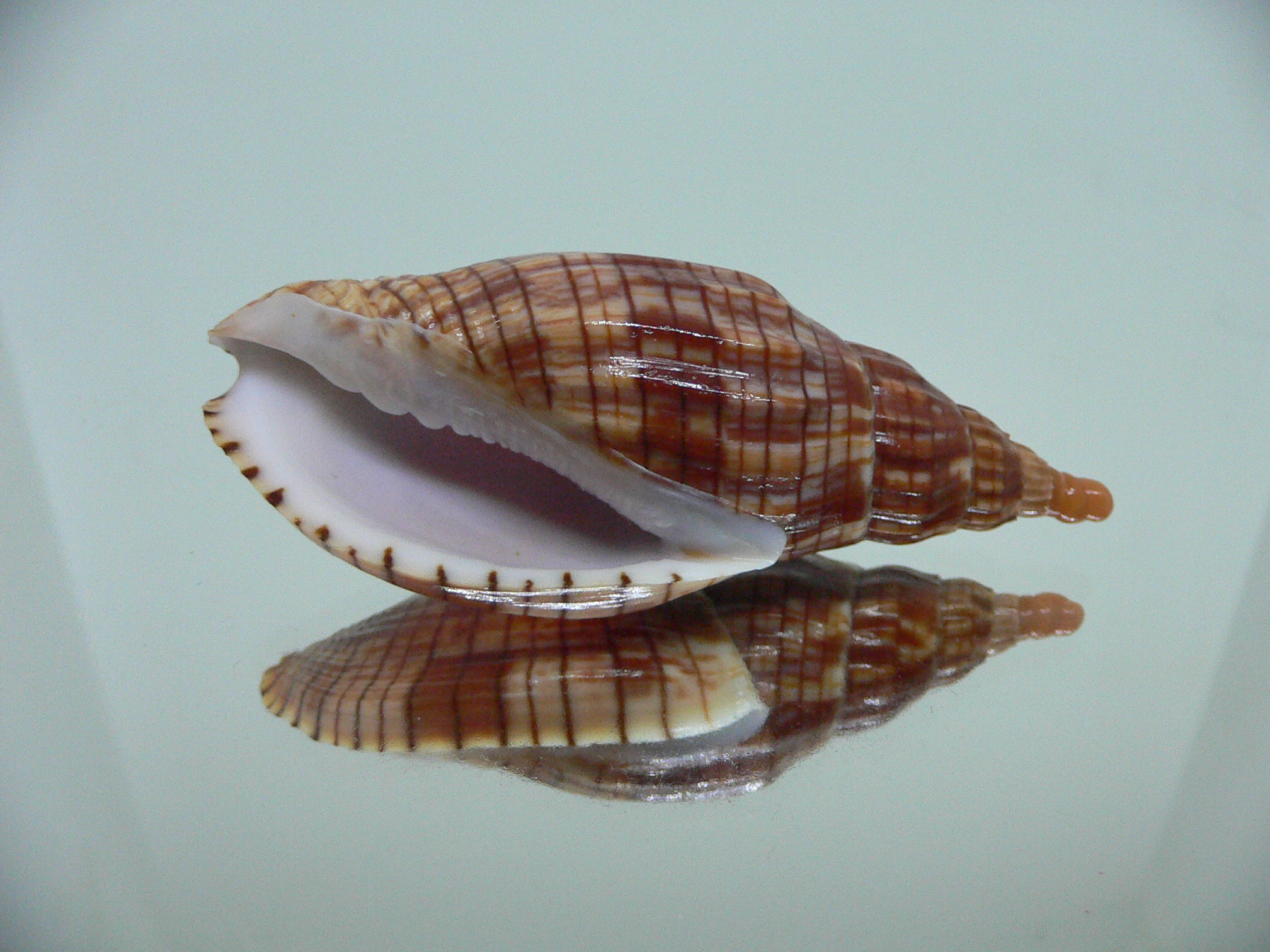 Lyria cloveriana IDEAL