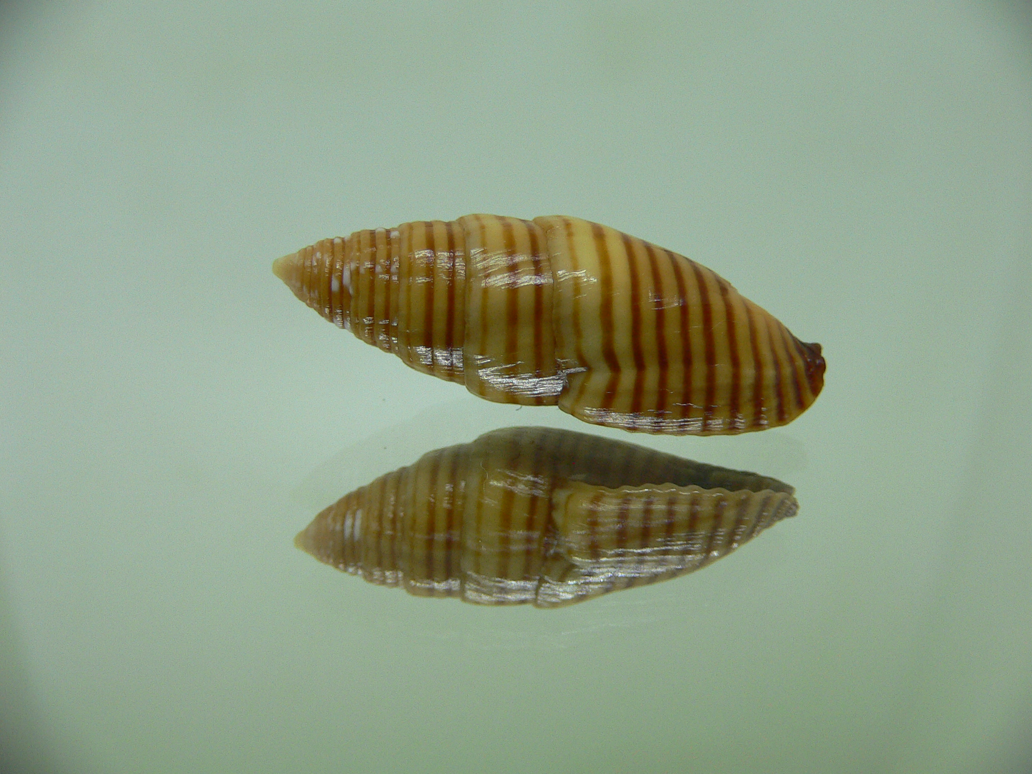 Strigatella vexillum