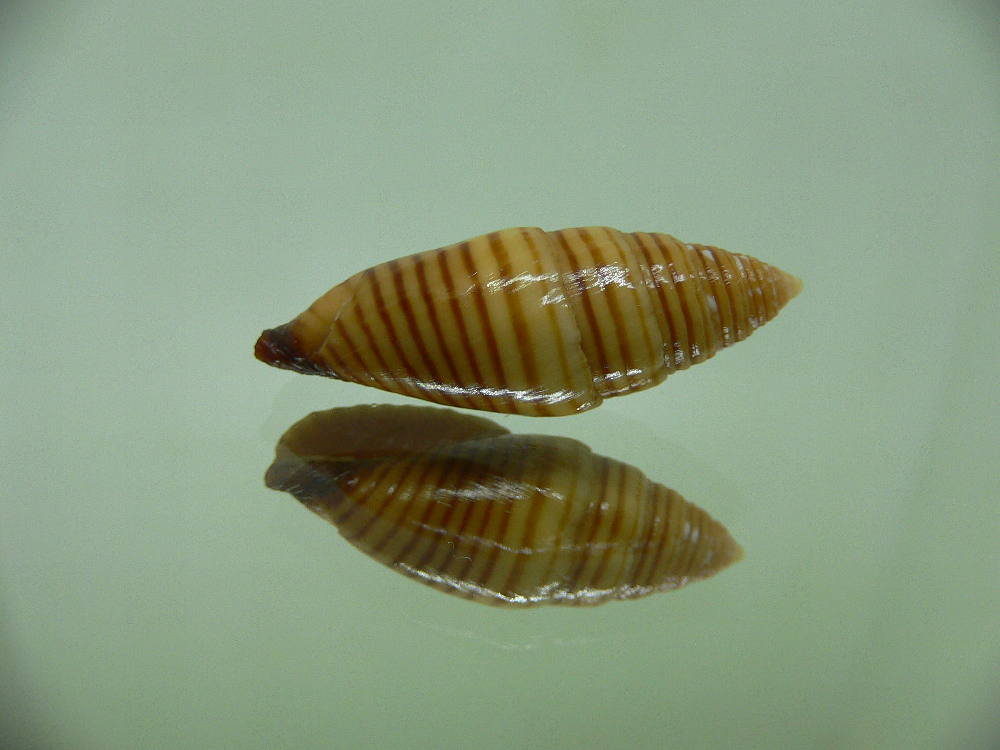 Strigatella vexillum