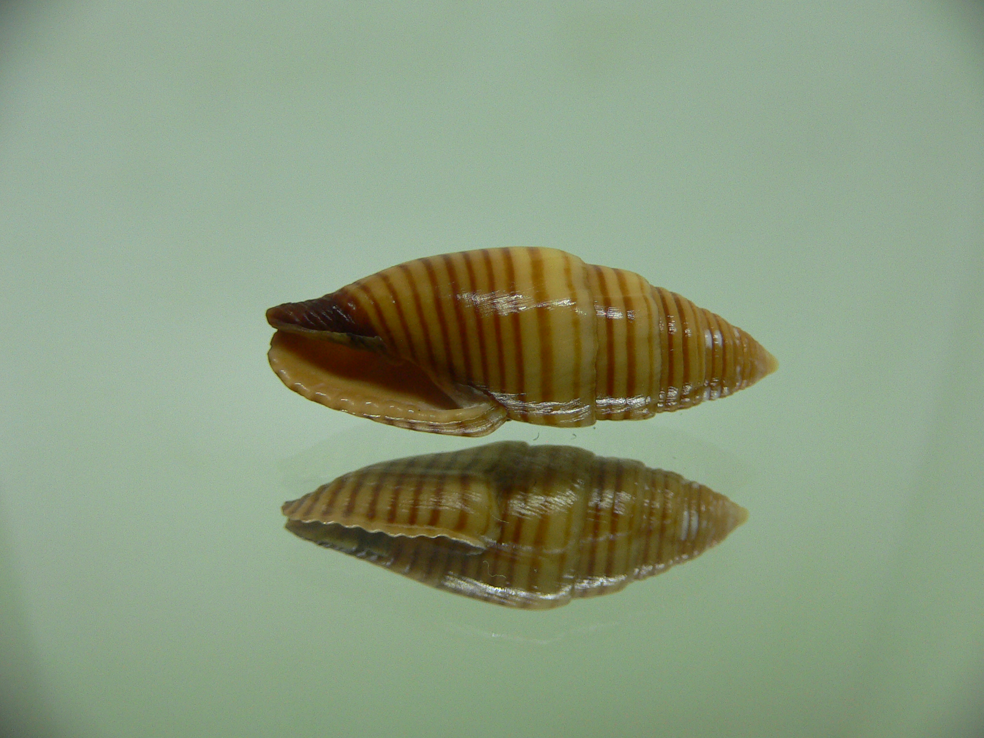 Strigatella vexillum