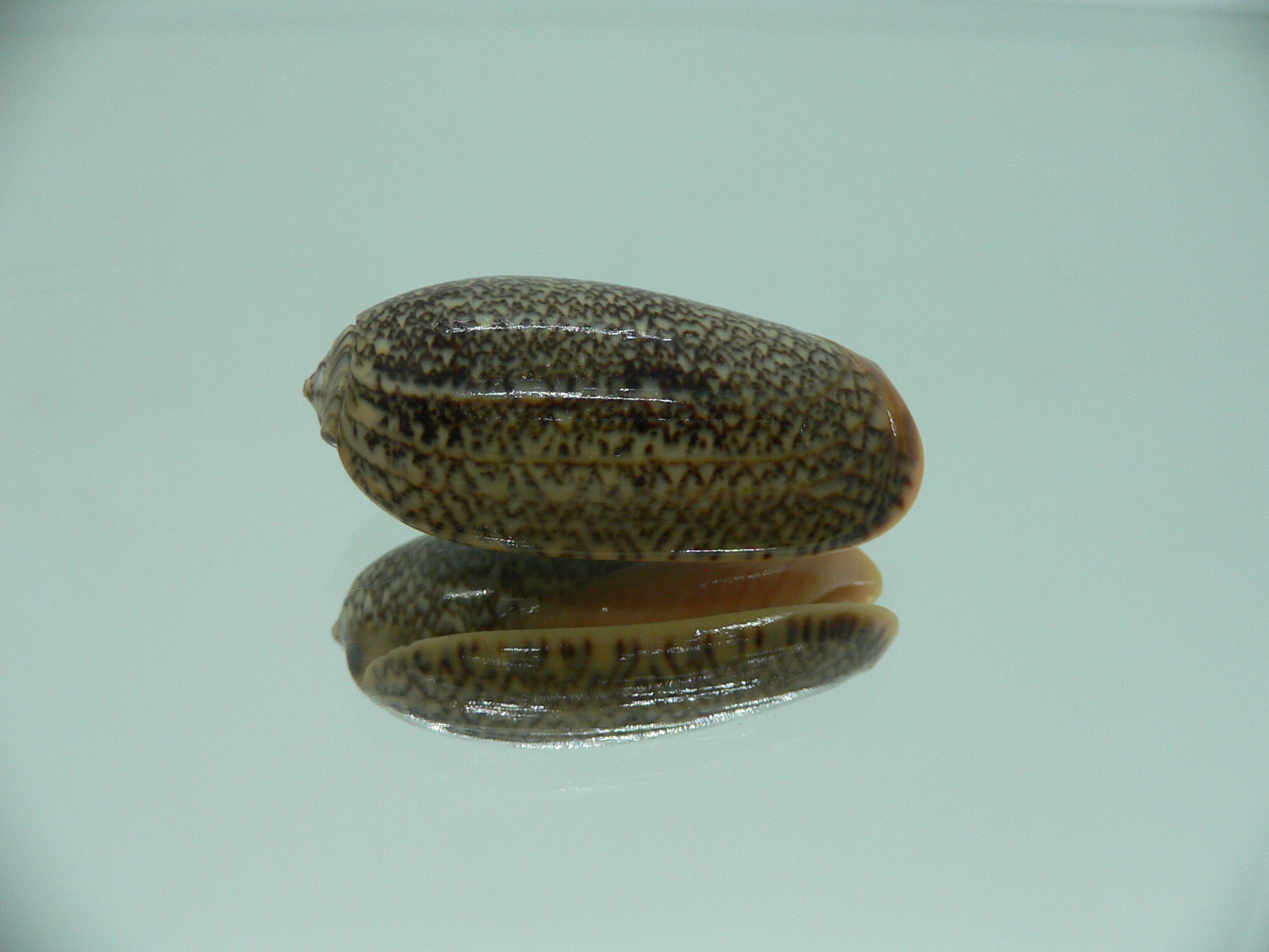Oliva reticulata f. azona IDEAL