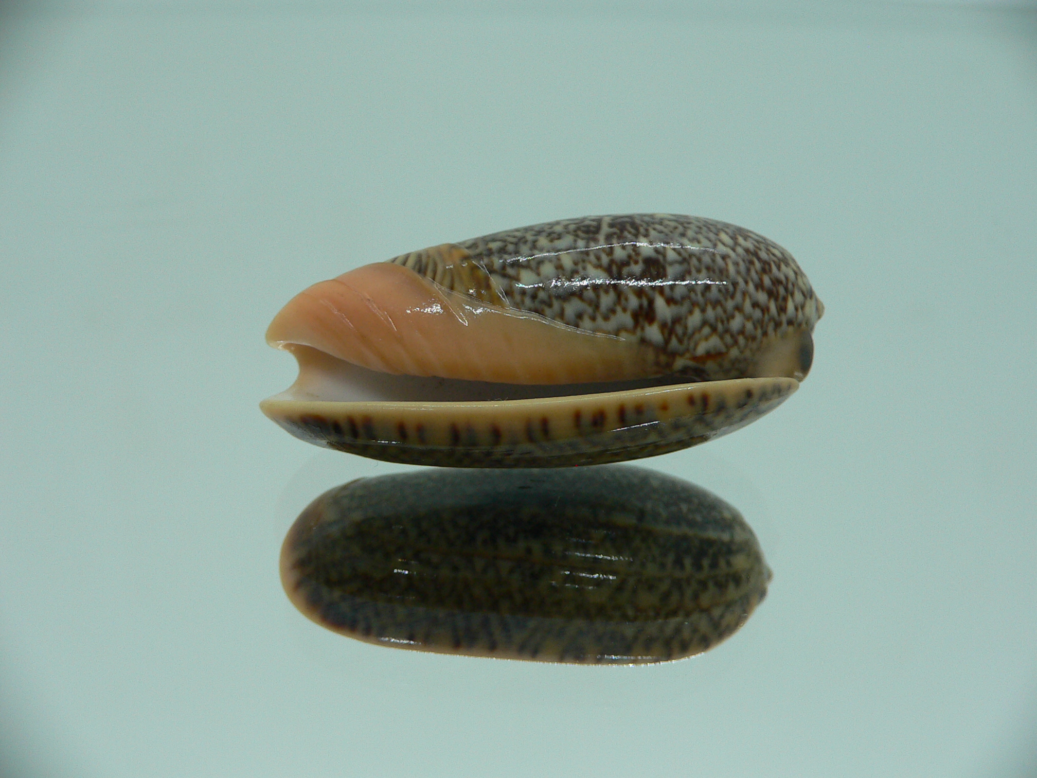 Oliva reticulata f. azona IDEAL