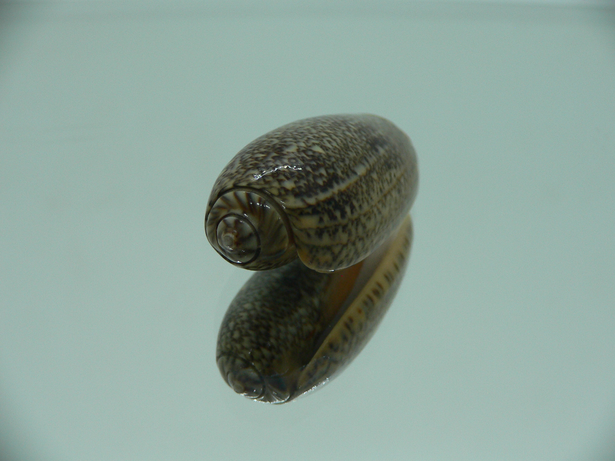 Oliva reticulata f. azona IDEAL