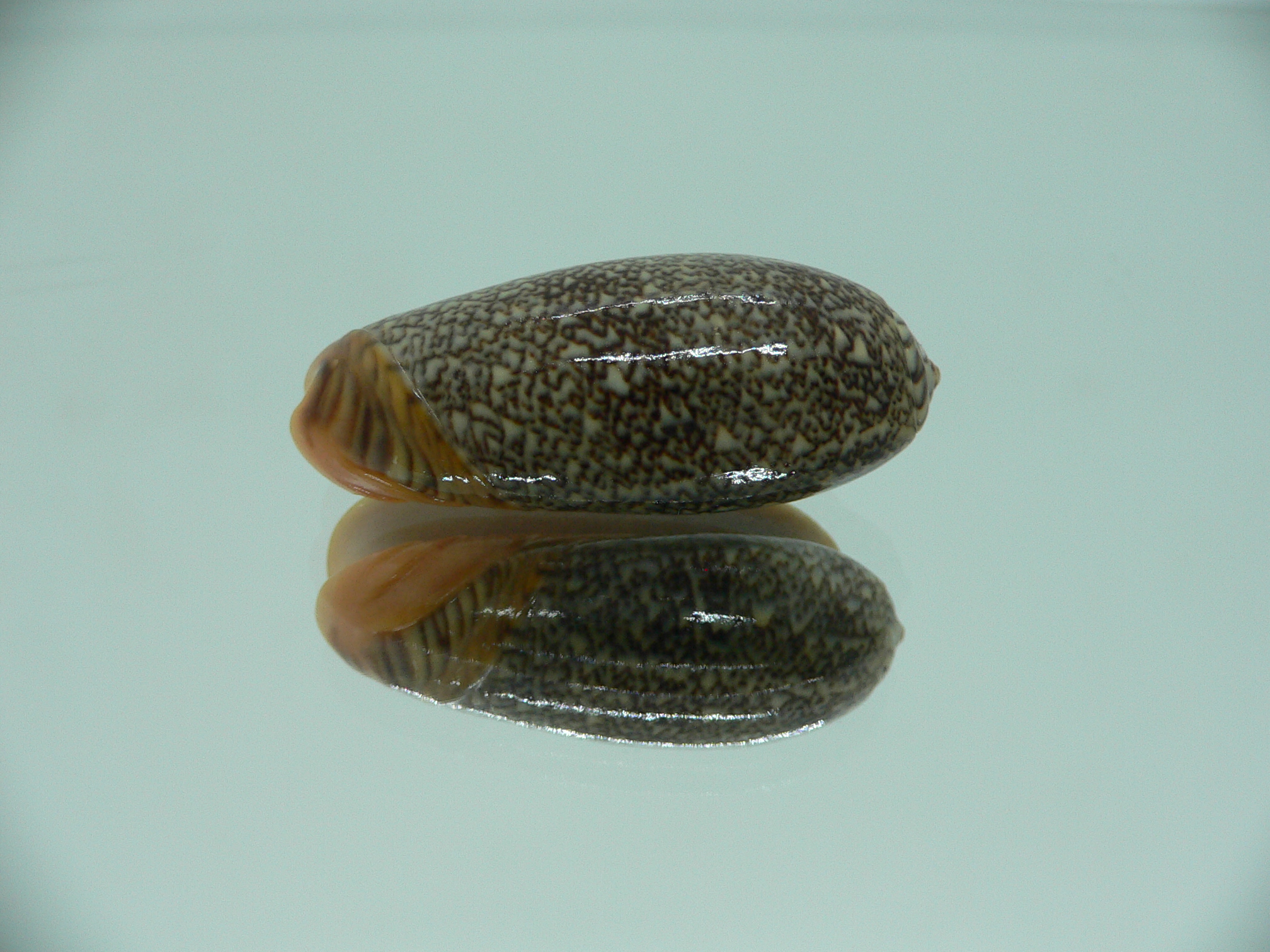 Oliva reticulata f. azona IDEAL