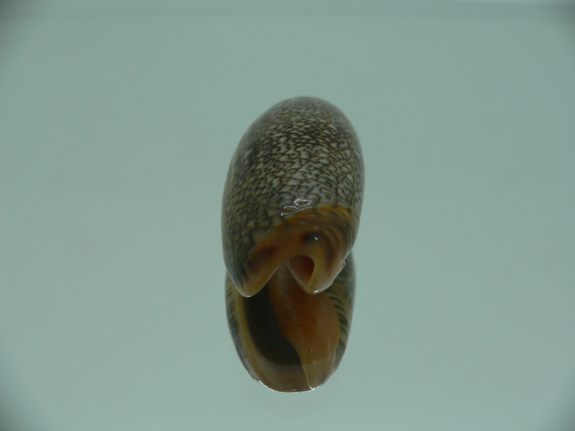 Oliva reticulata f. azona IDEAL
