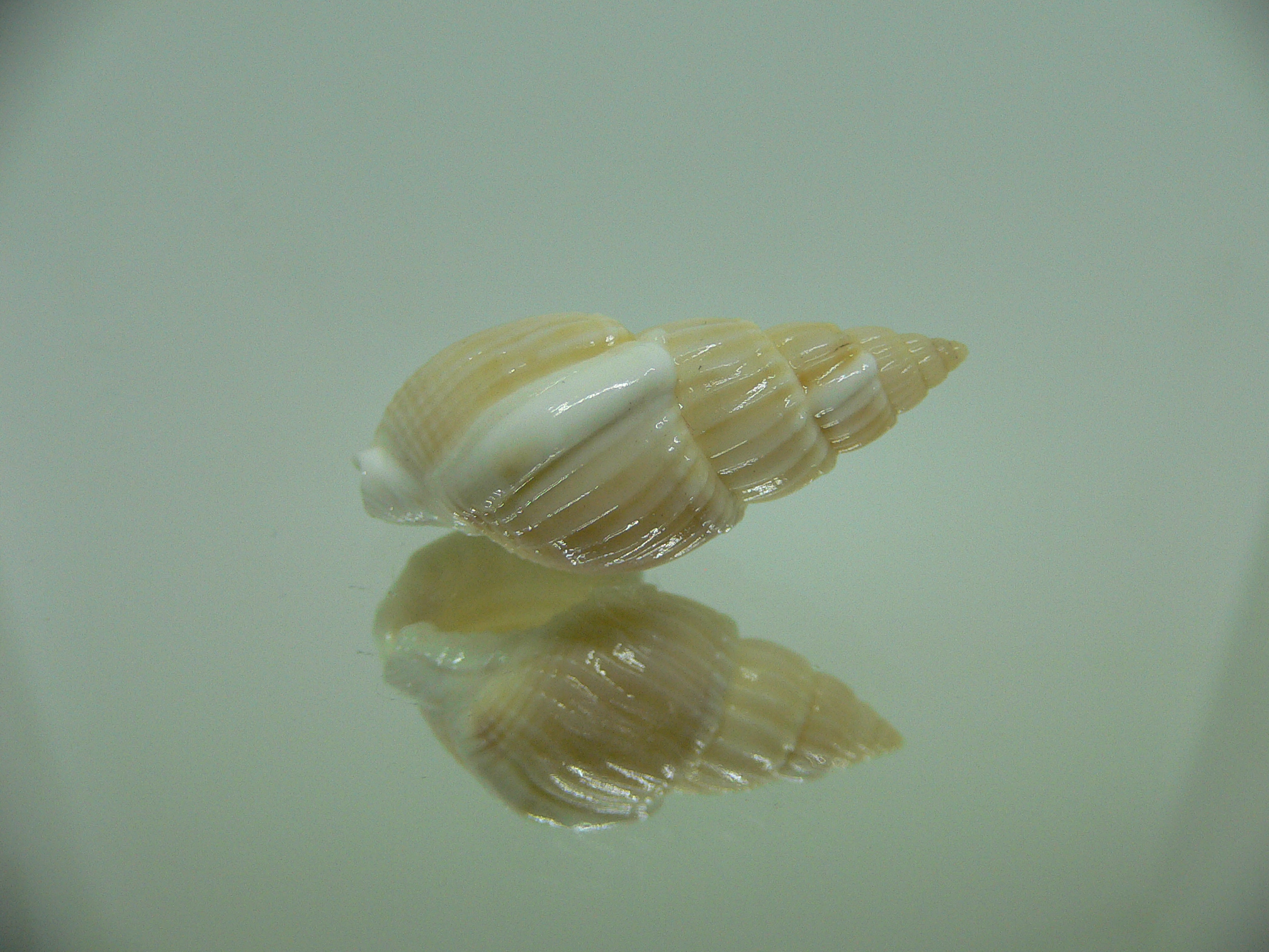 Nassarius variciferus IDEAL & BIG