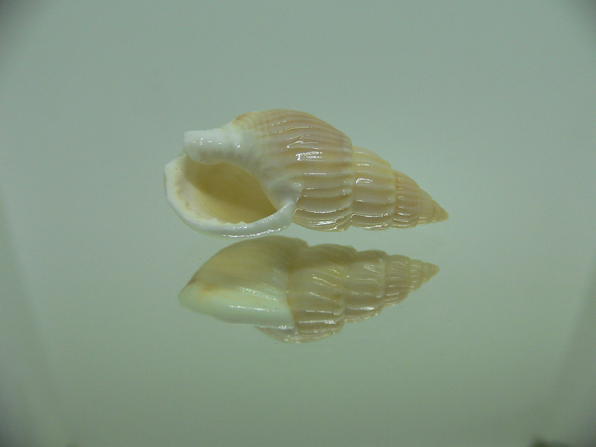 Nassarius variciferus IDEAL & BIG