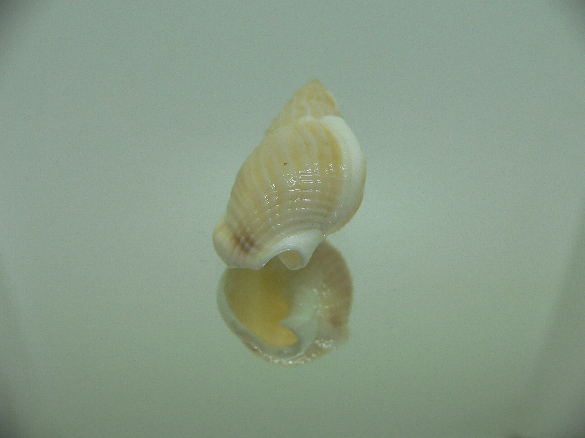 Nassarius variciferus IDEAL & BIG
