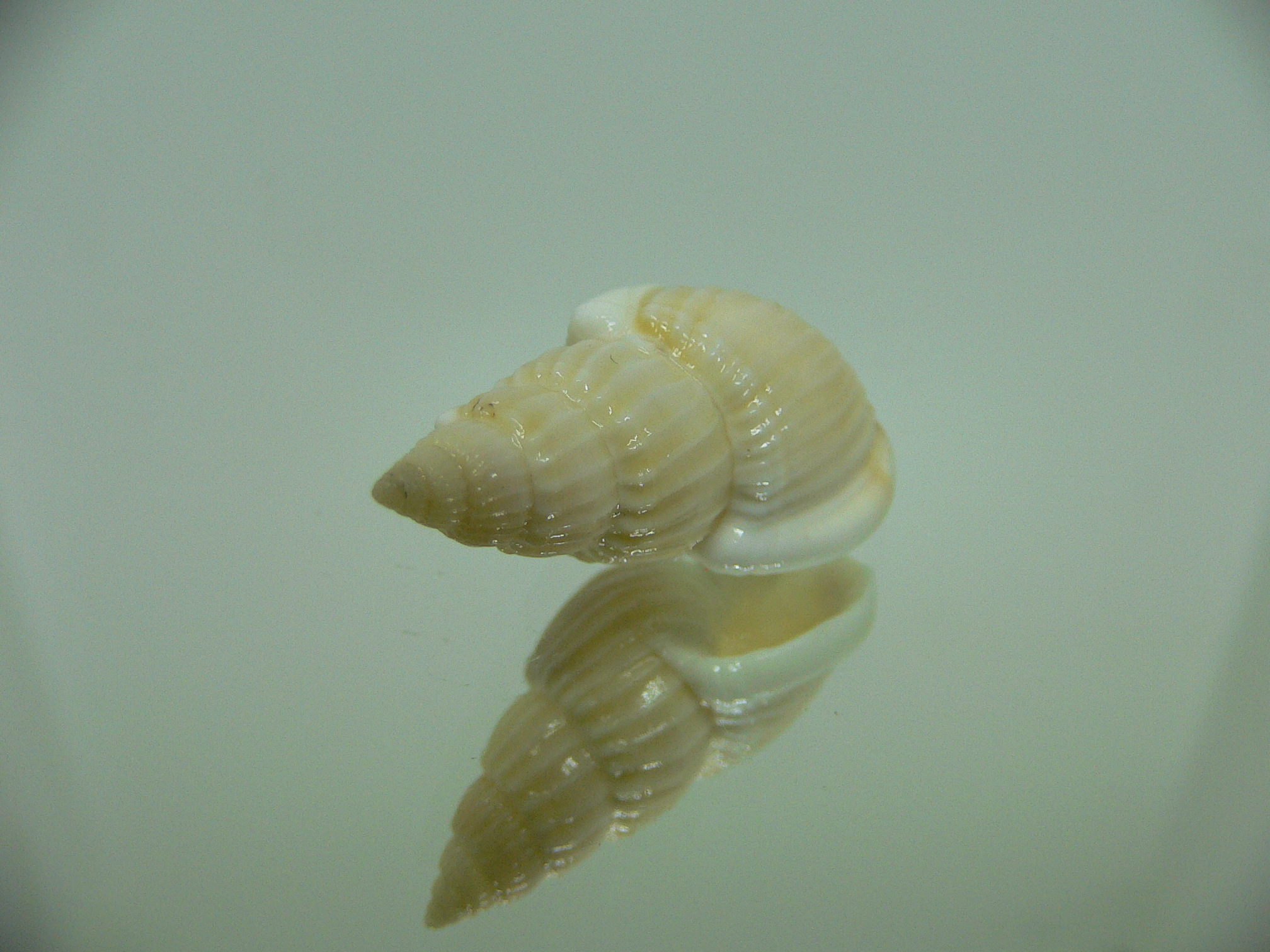 Nassarius variciferus IDEAL & BIG