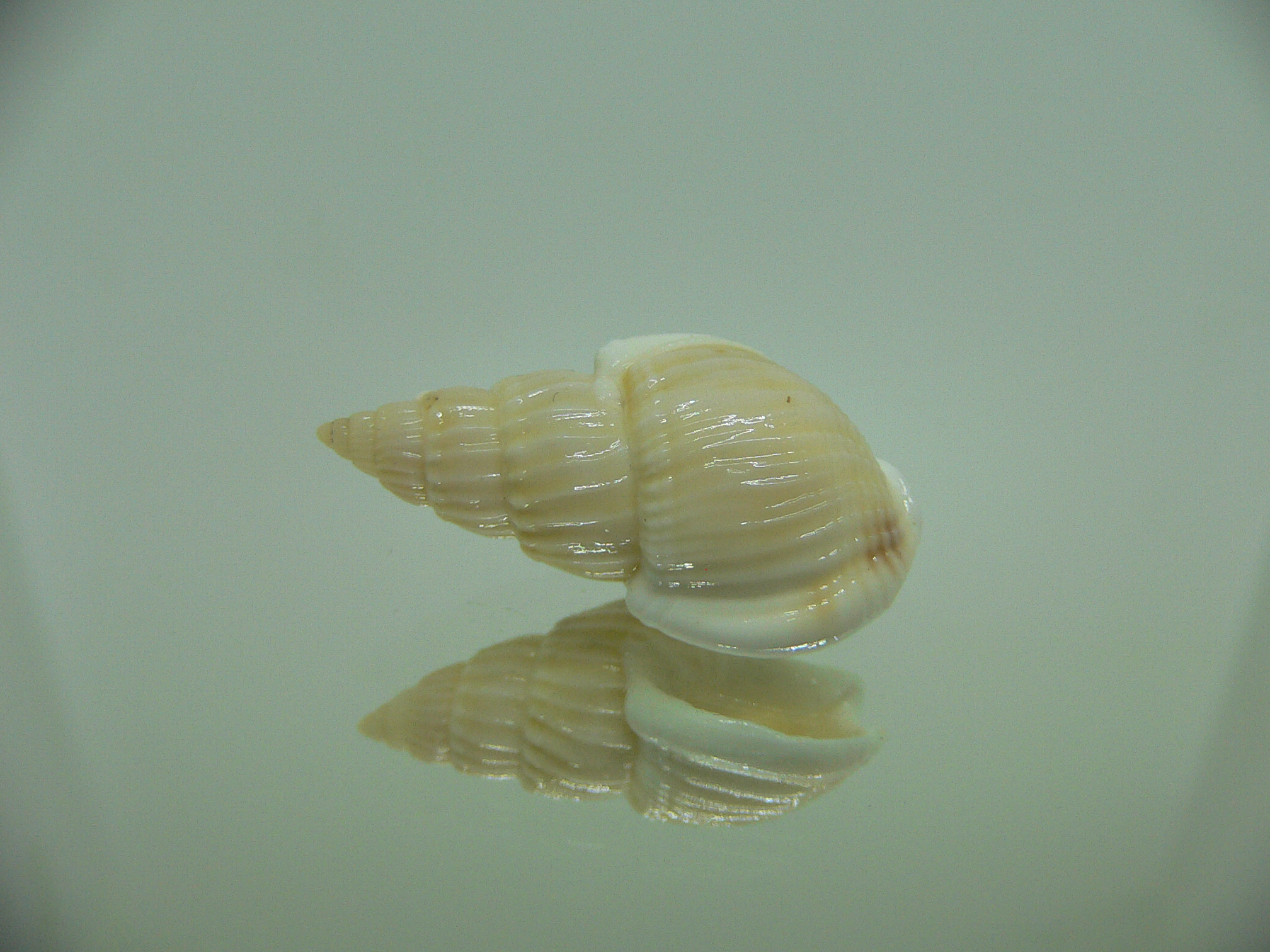 Nassarius variciferus IDEAL & BIG