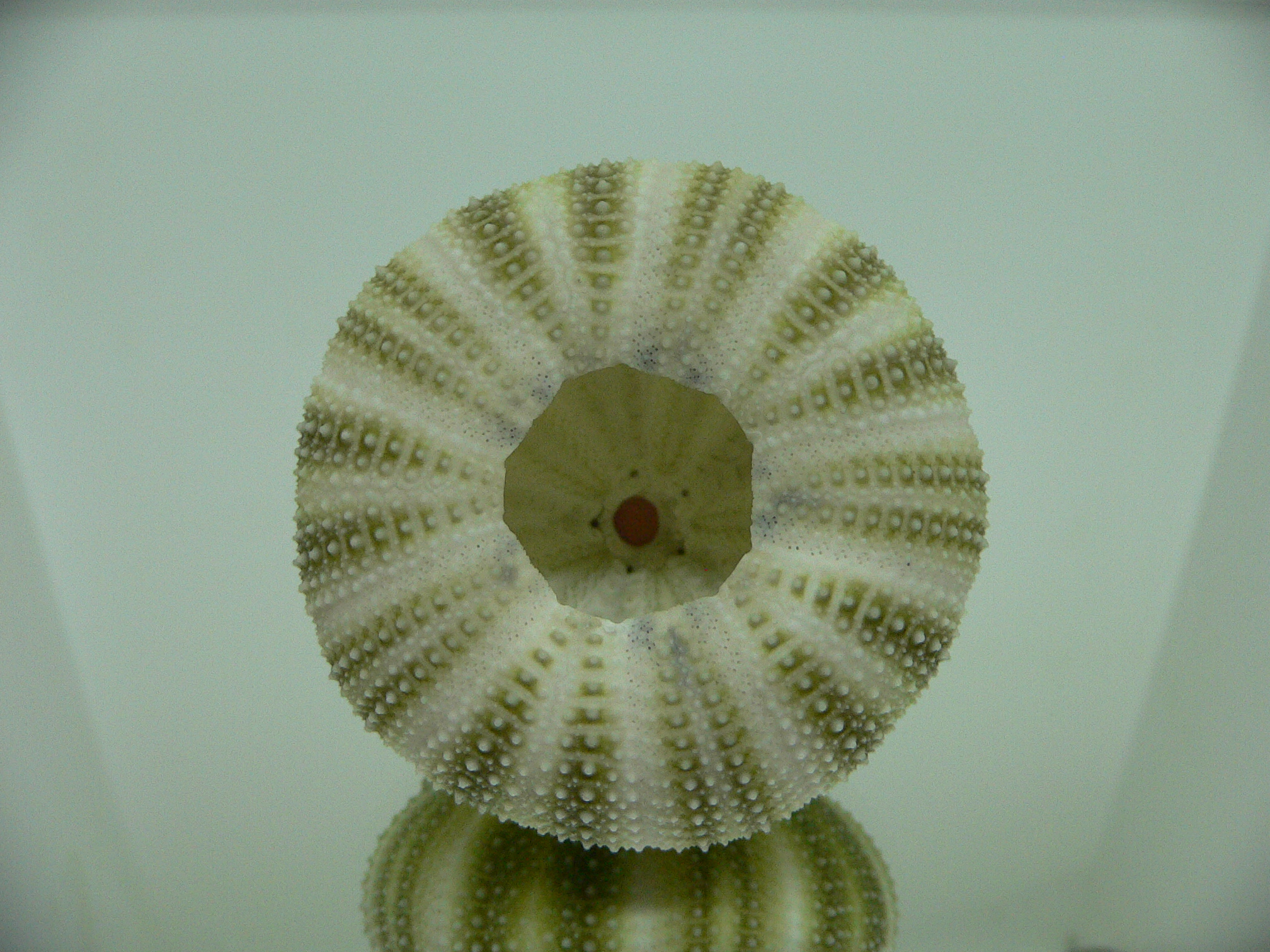 Strongylocentrotus pulchellus BEAUTIFUL