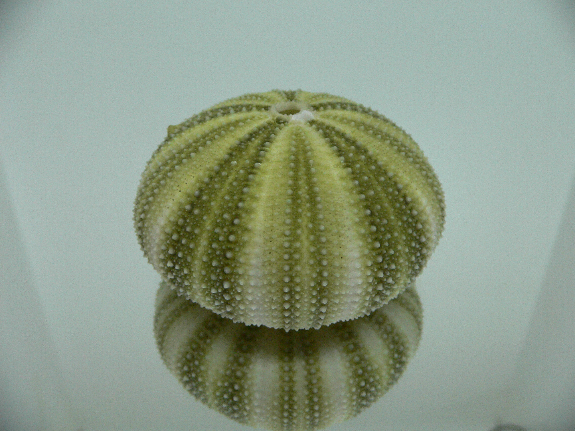 Strongylocentrotus pulchellus BEAUTIFUL