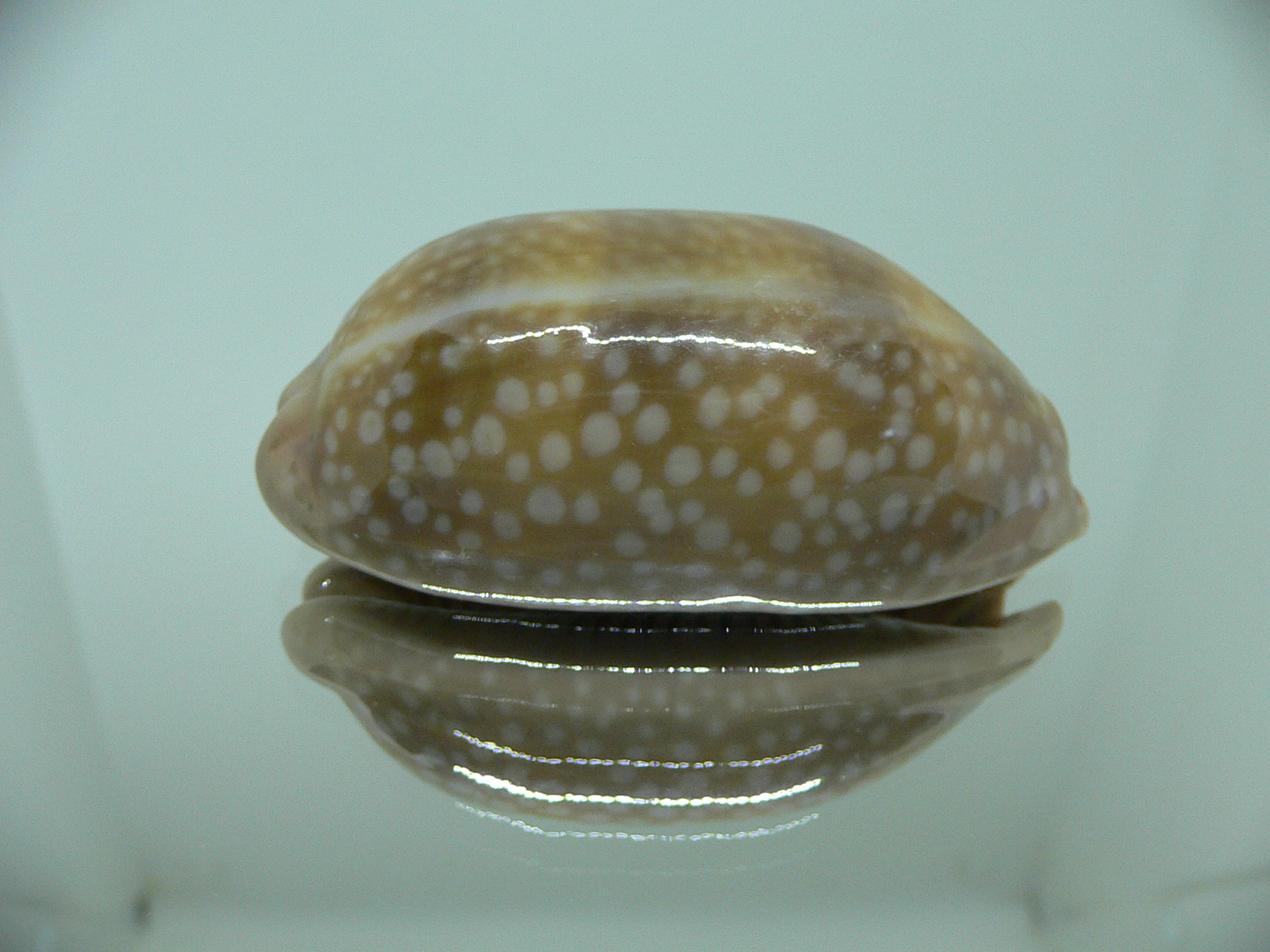 Cypraea cervinetta cervinetta