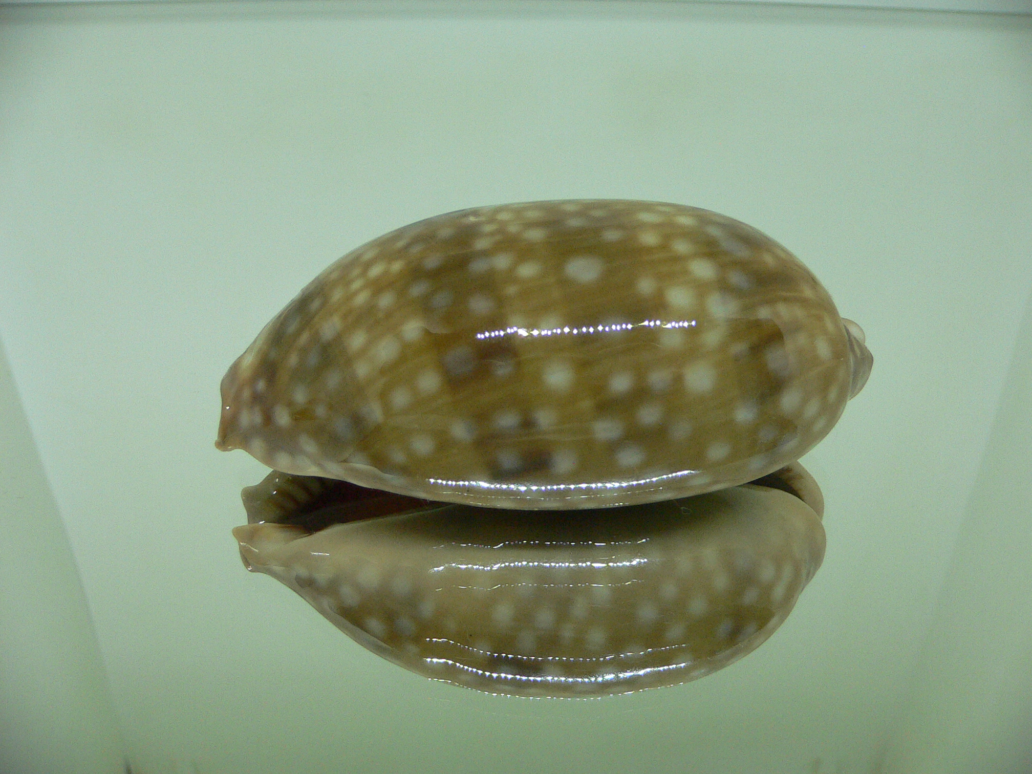 Cypraea cervinetta cervinetta BIG