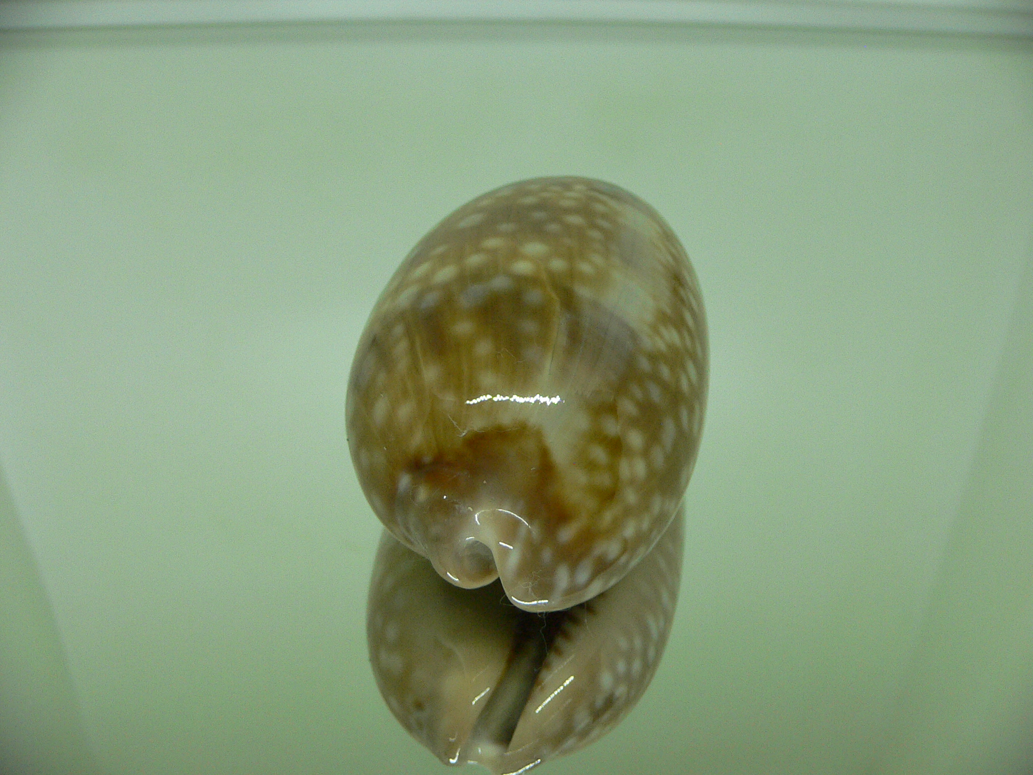 Cypraea cervinetta cervinetta BIG