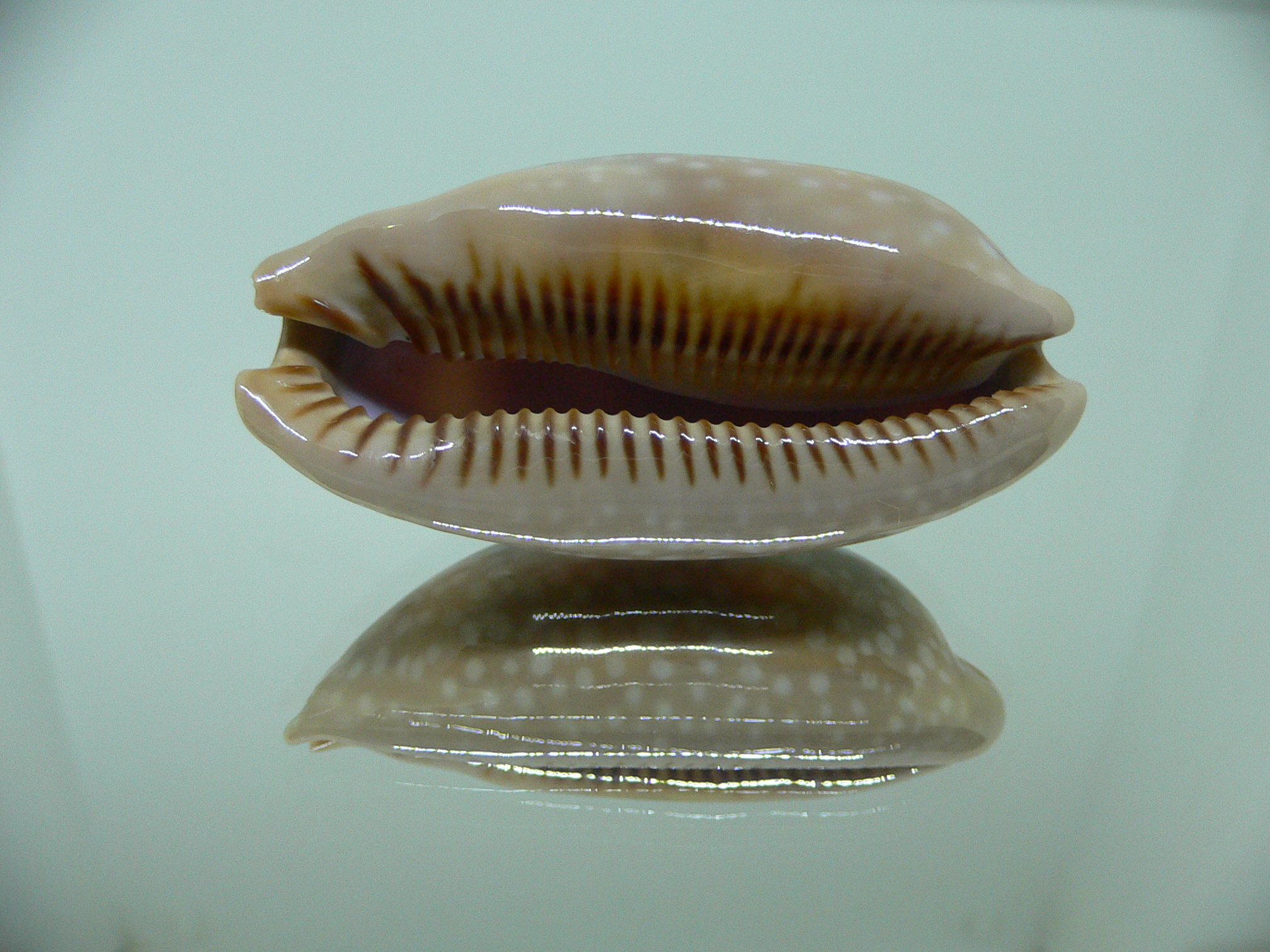 Cypraea cervinetta cervinetta