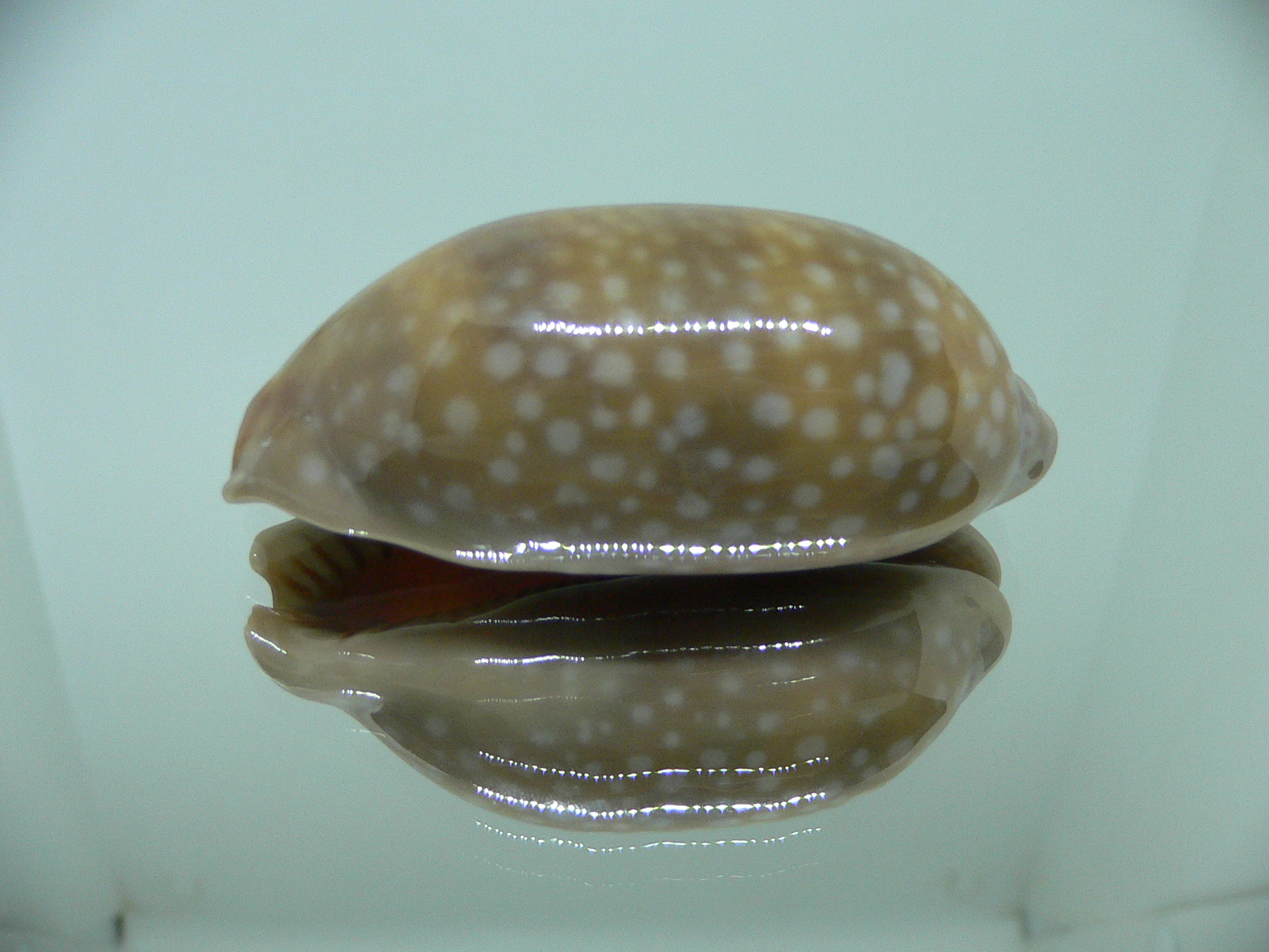 Cypraea cervinetta cervinetta