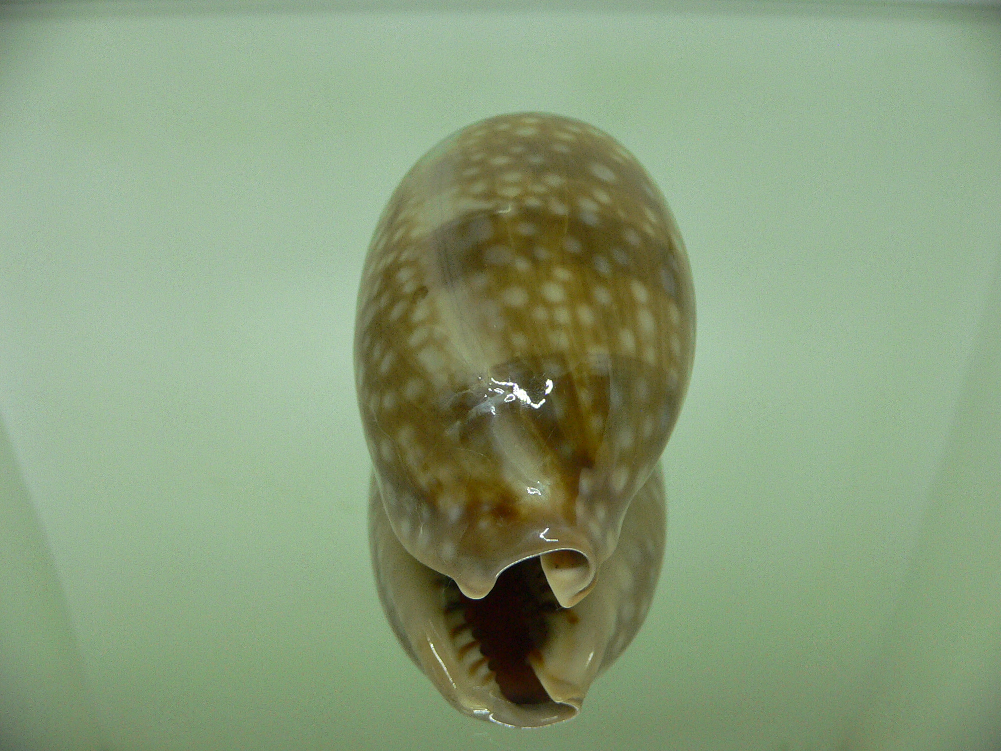 Cypraea cervinetta cervinetta BIG