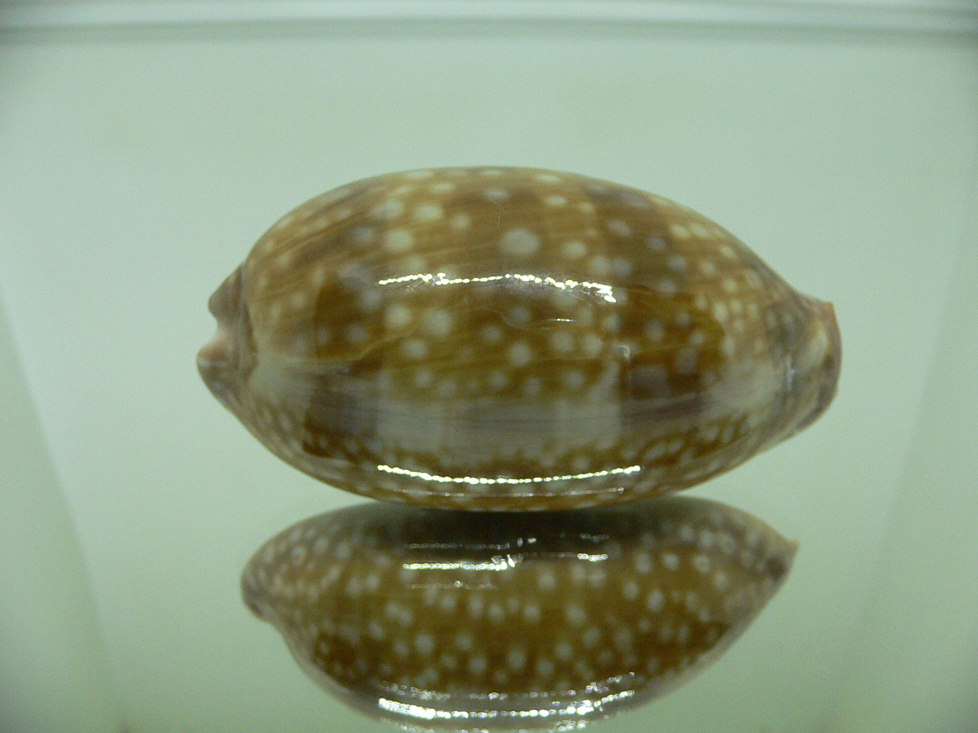 Cypraea cervinetta cervinetta BIG