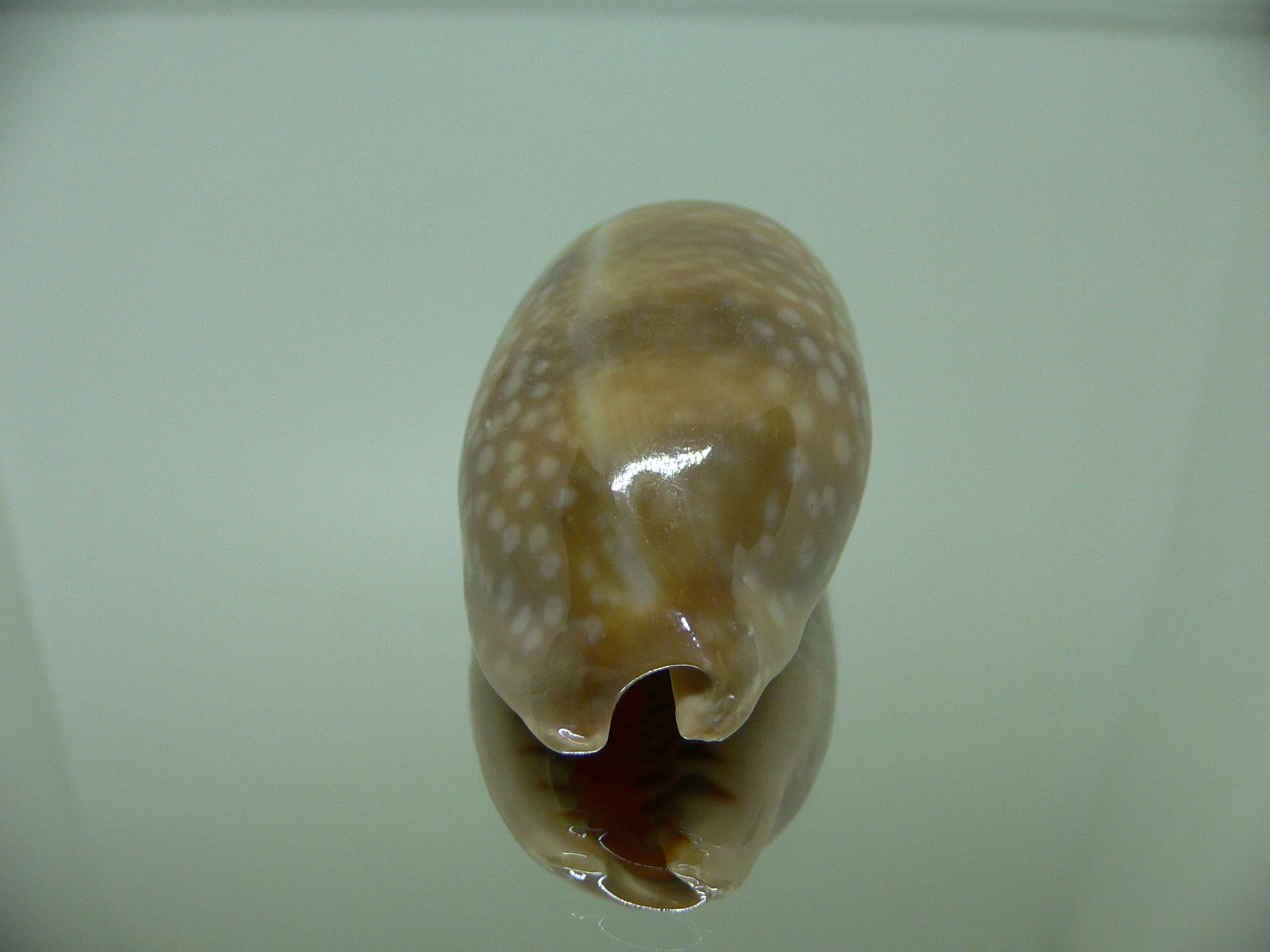 Cypraea cervinetta cervinetta