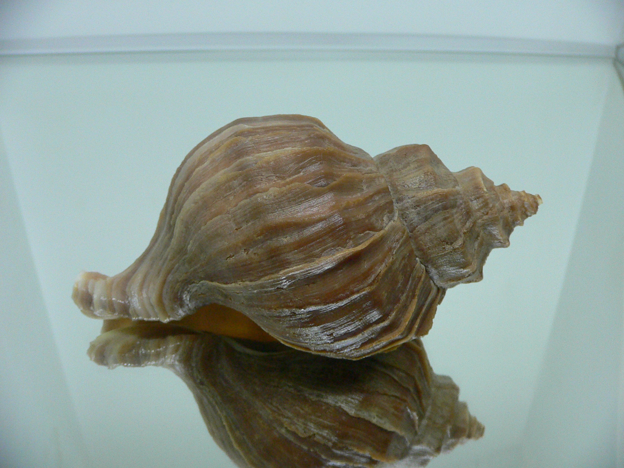 Neptunea polycostata polycostata LIGHT