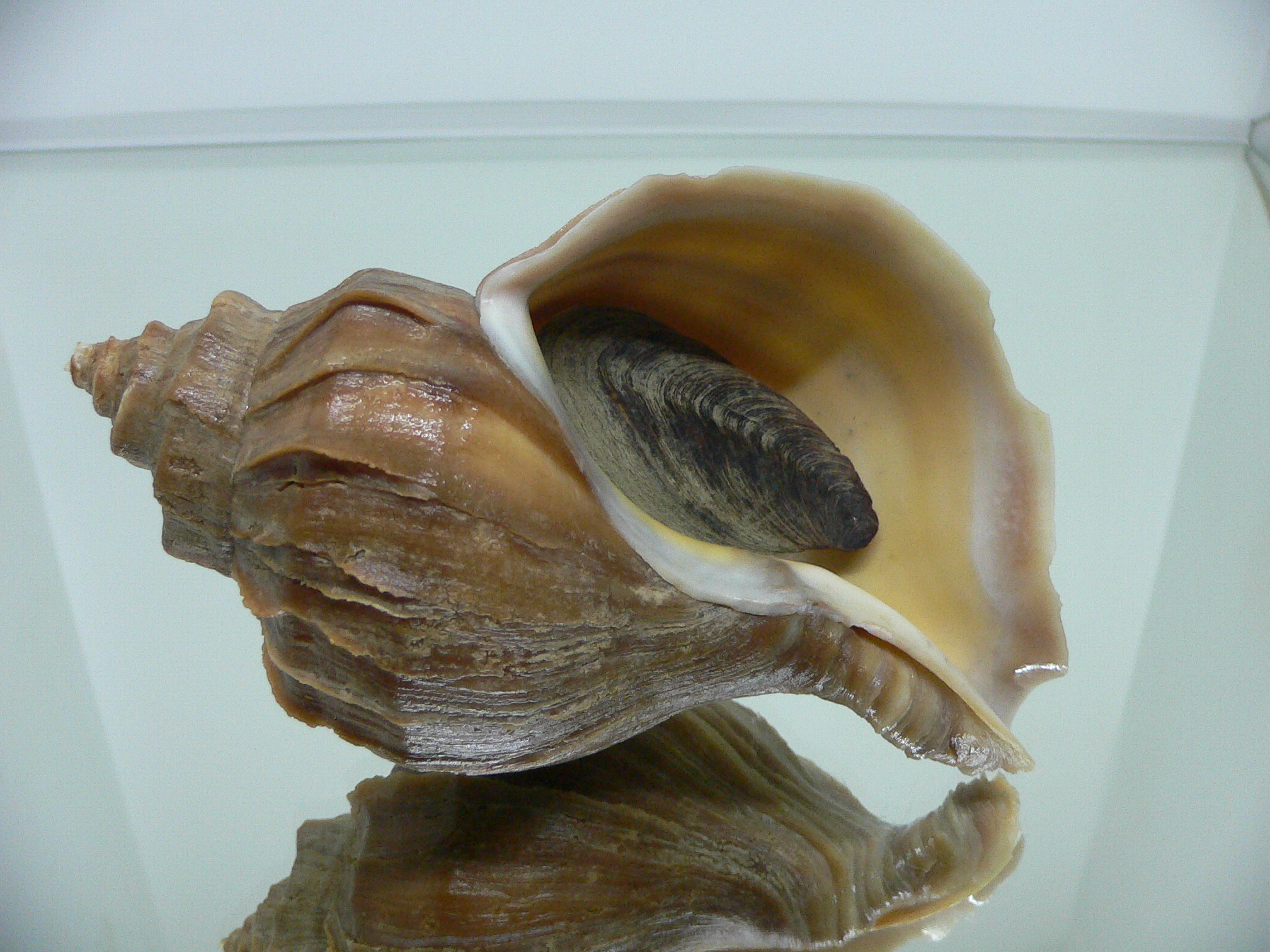 Neptunea polycostata polycostata LIGHT