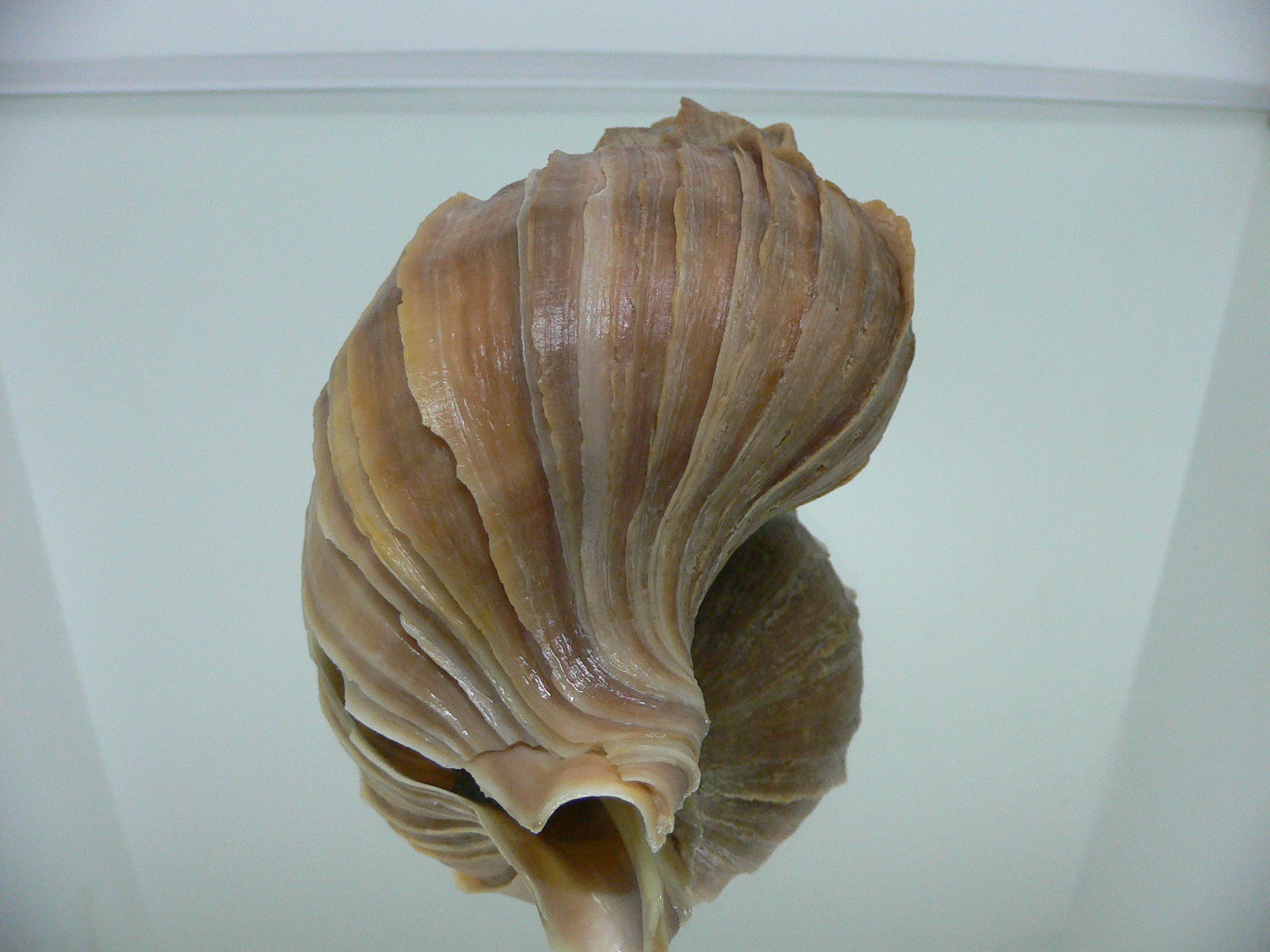 Neptunea polycostata polycostata LIGHT