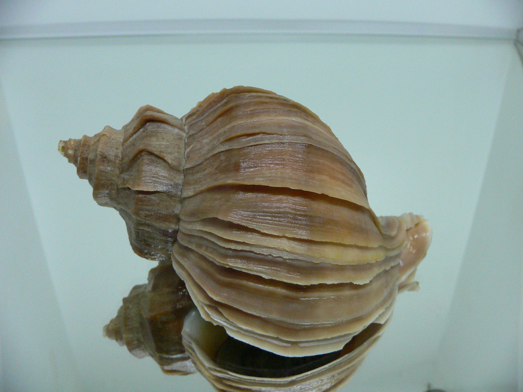 Neptunea polycostata polycostata LIGHT