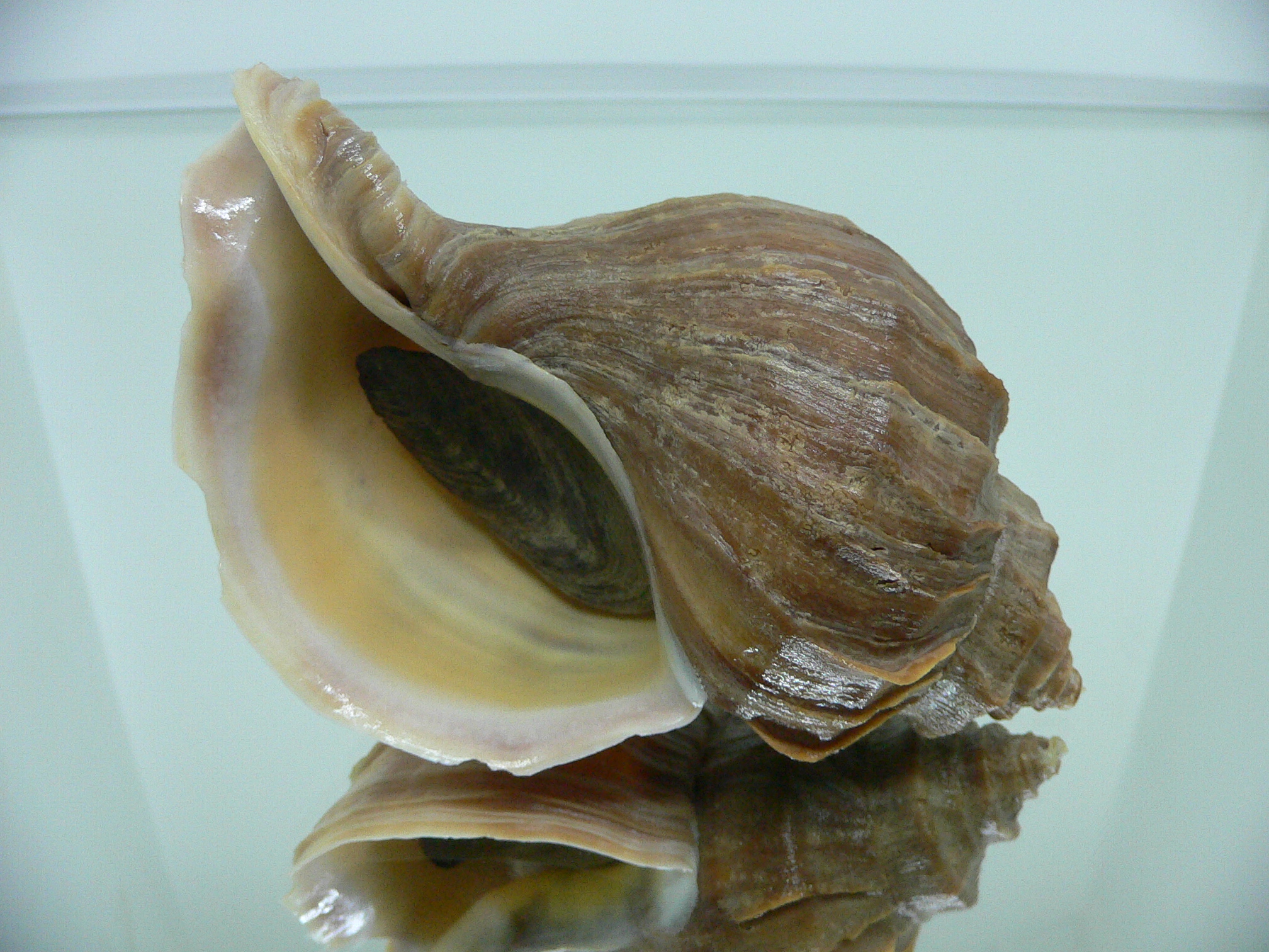 Neptunea polycostata polycostata LIGHT
