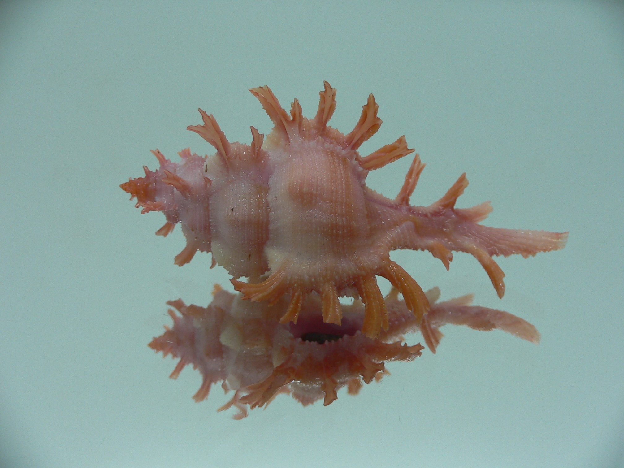 Chicoreus rossiteri IDEAL & PINK