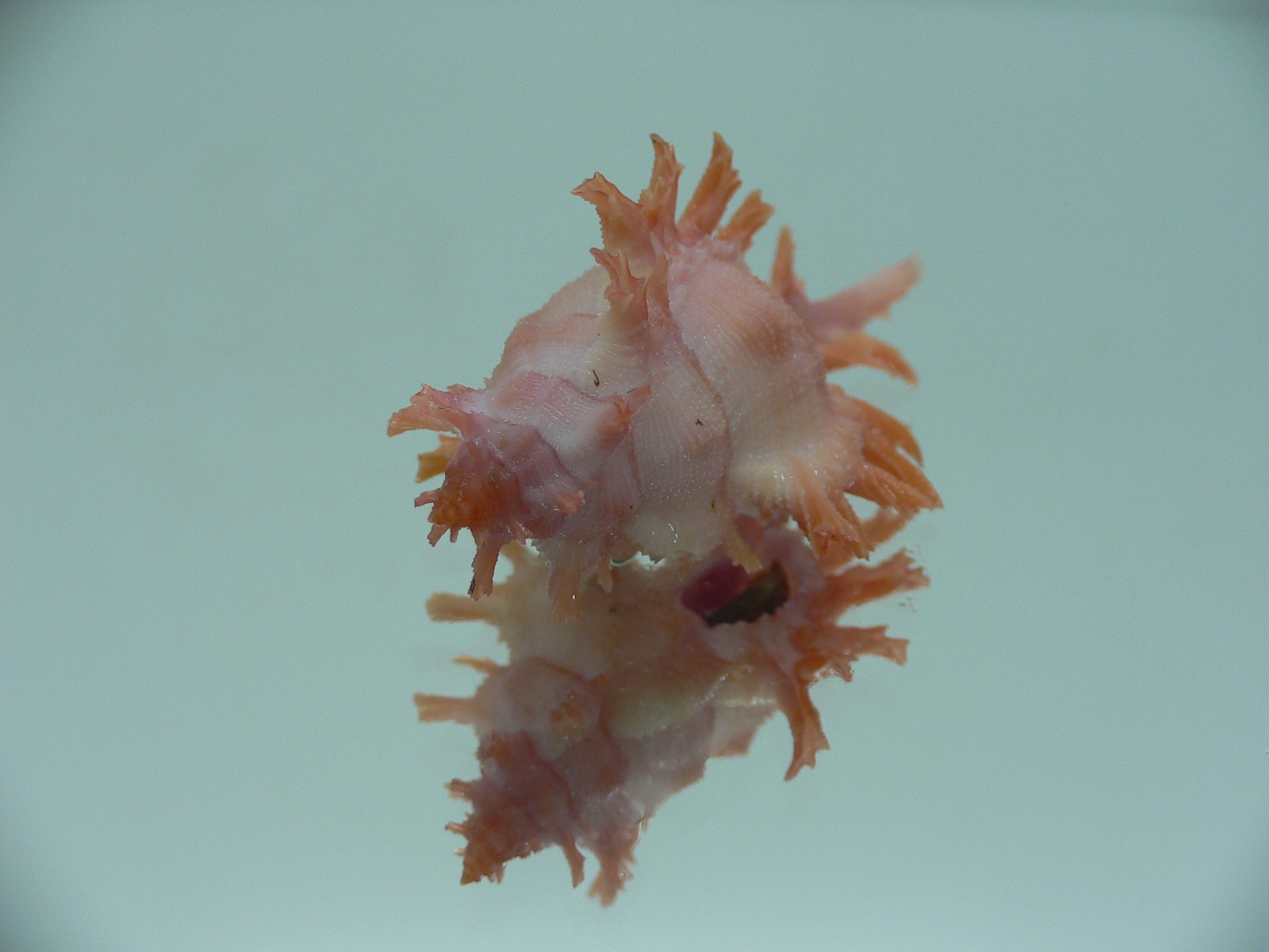 Chicoreus rossiteri IDEAL & PINK