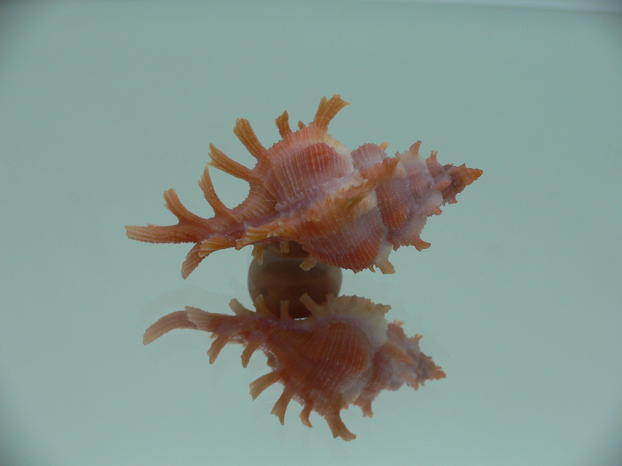 Chicoreus rossiteri IDEAL & RED