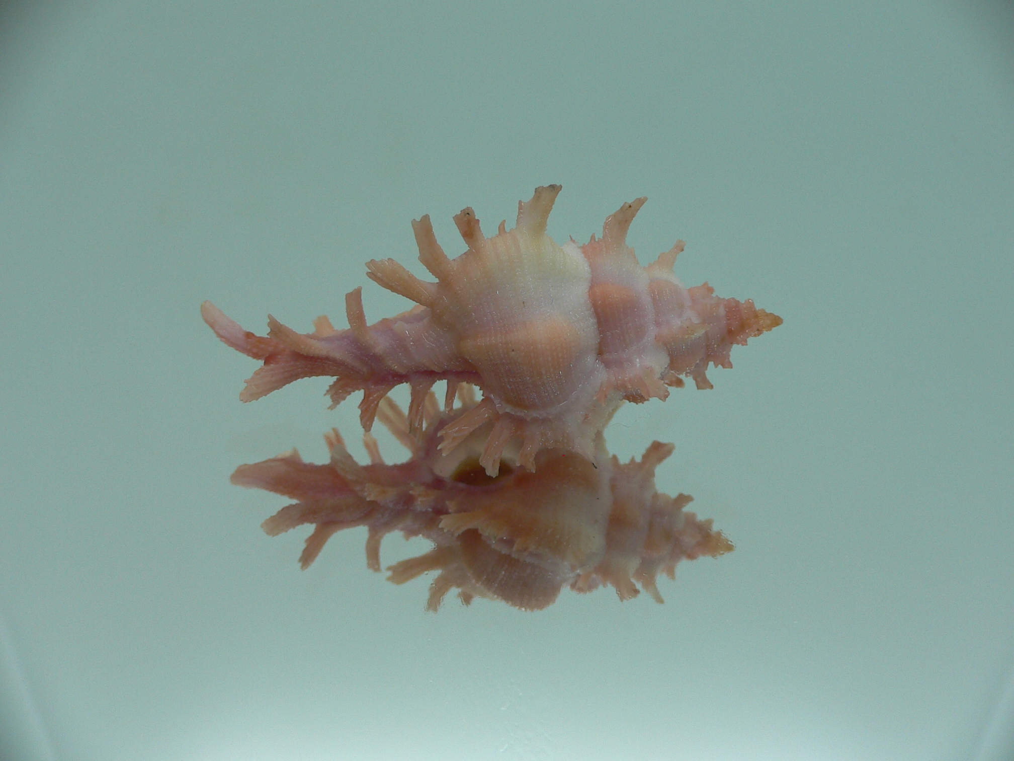 Chicoreus rossiteri IDEAL & PINK