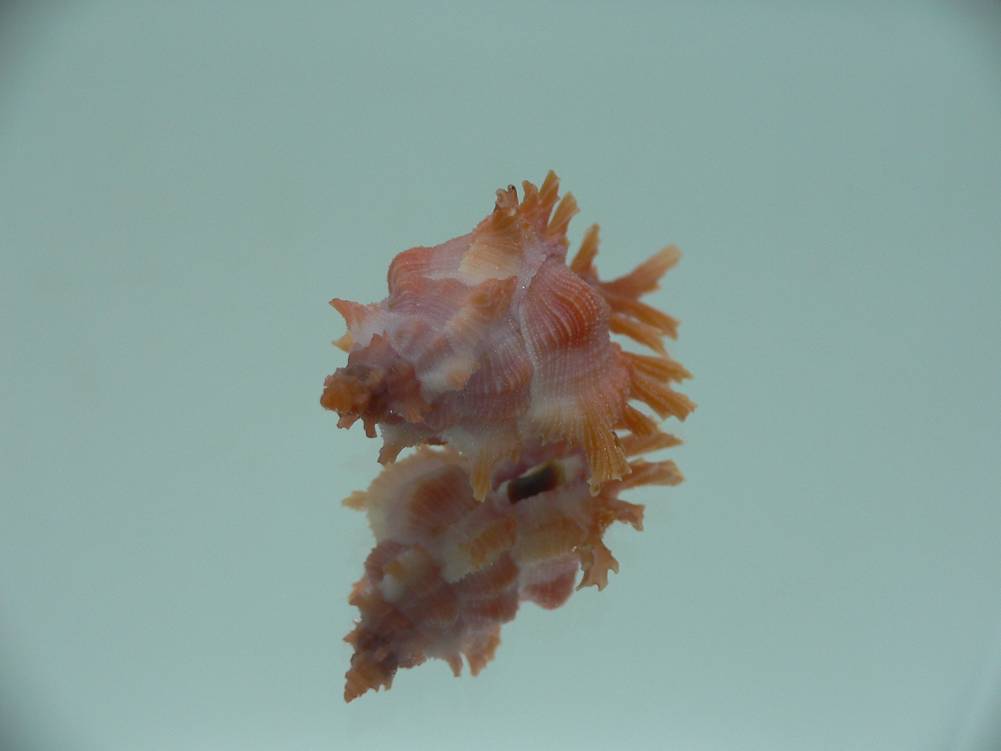 Chicoreus rossiteri IDEAL & RED