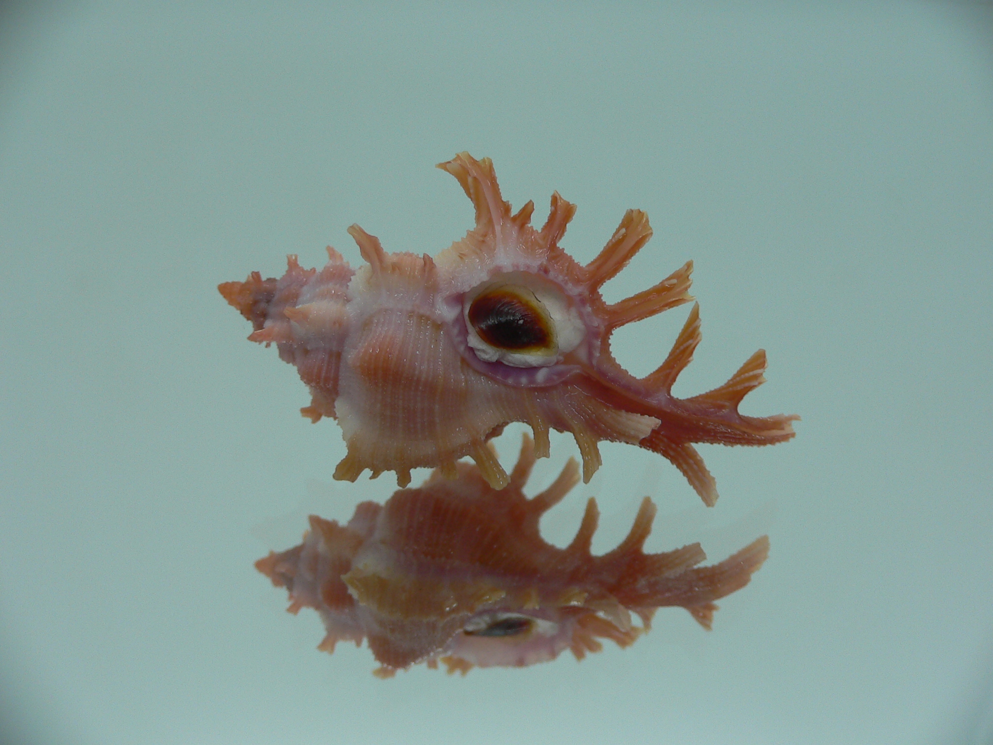 Chicoreus rossiteri IDEAL & RED