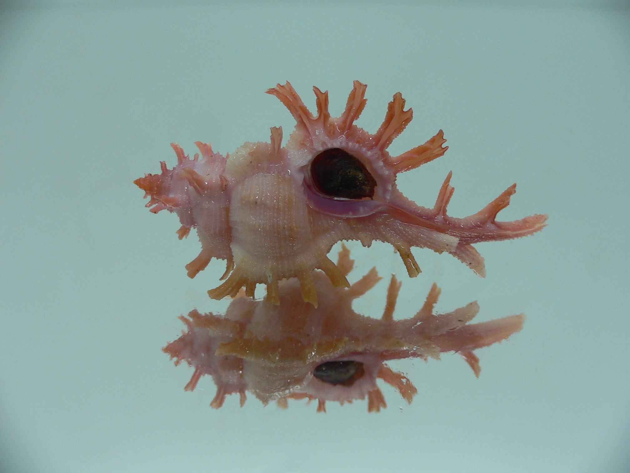 Chicoreus rossiteri IDEAL & PINK