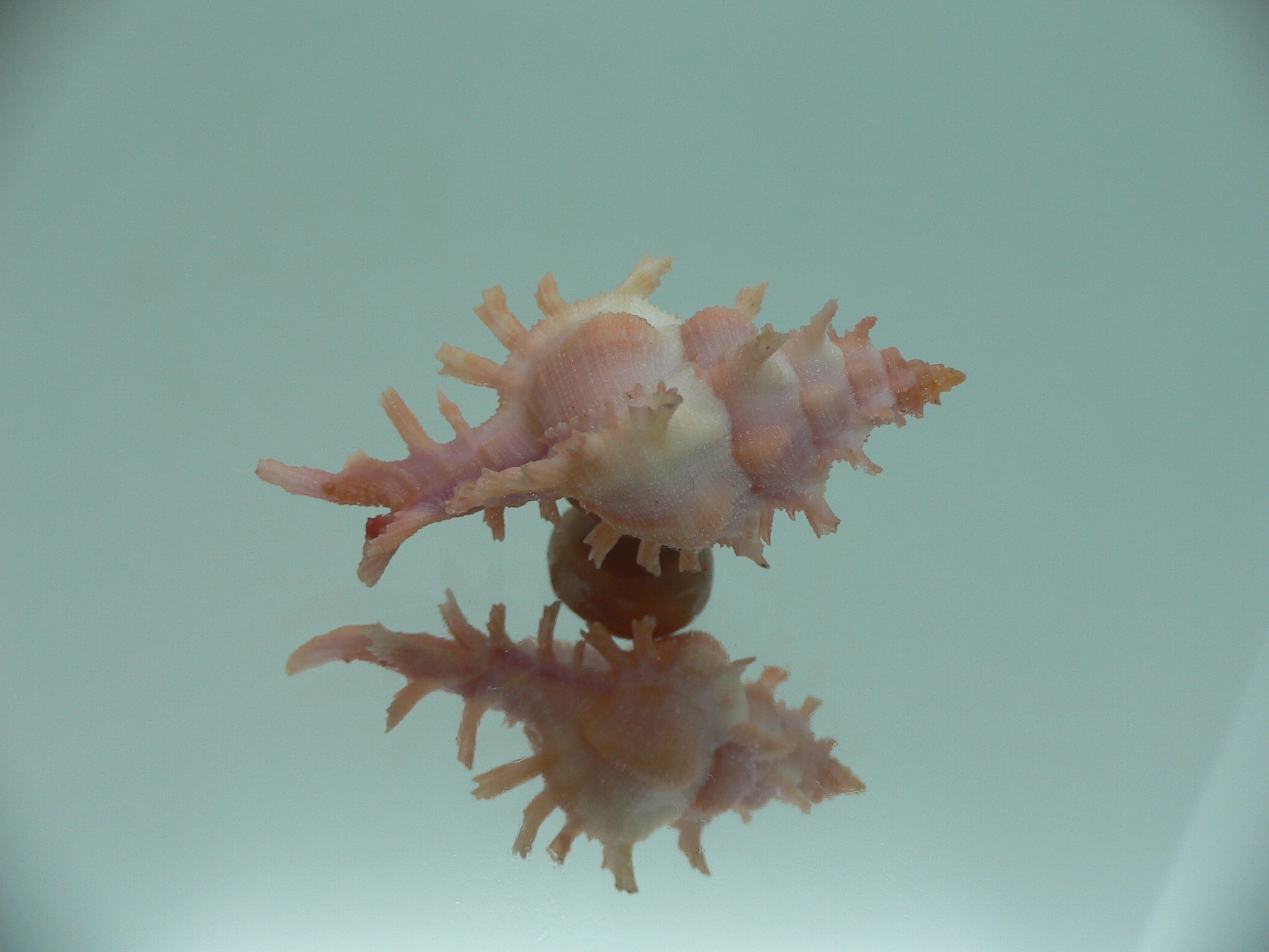 Chicoreus rossiteri IDEAL & PINK